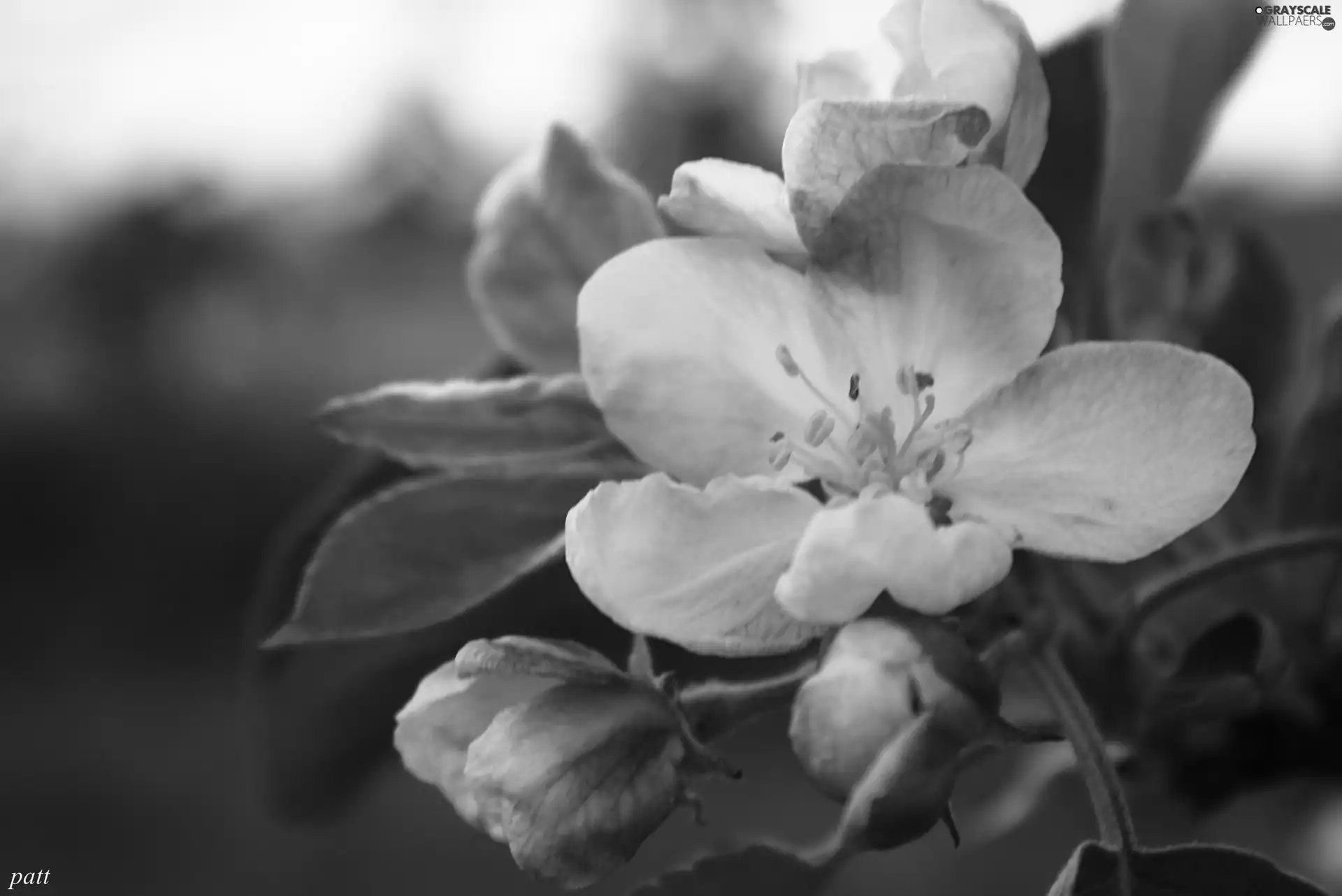 apple-tree, Colourfull Flowers, Wild