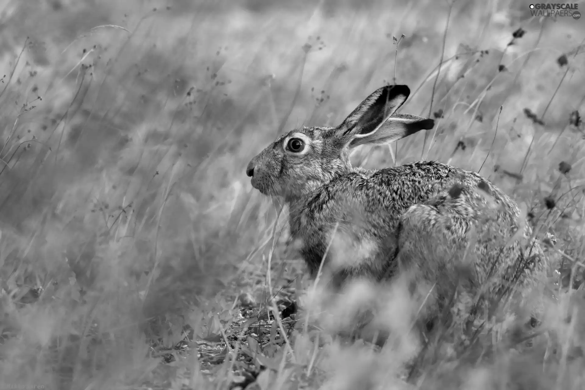 Wild Rabbit, grass