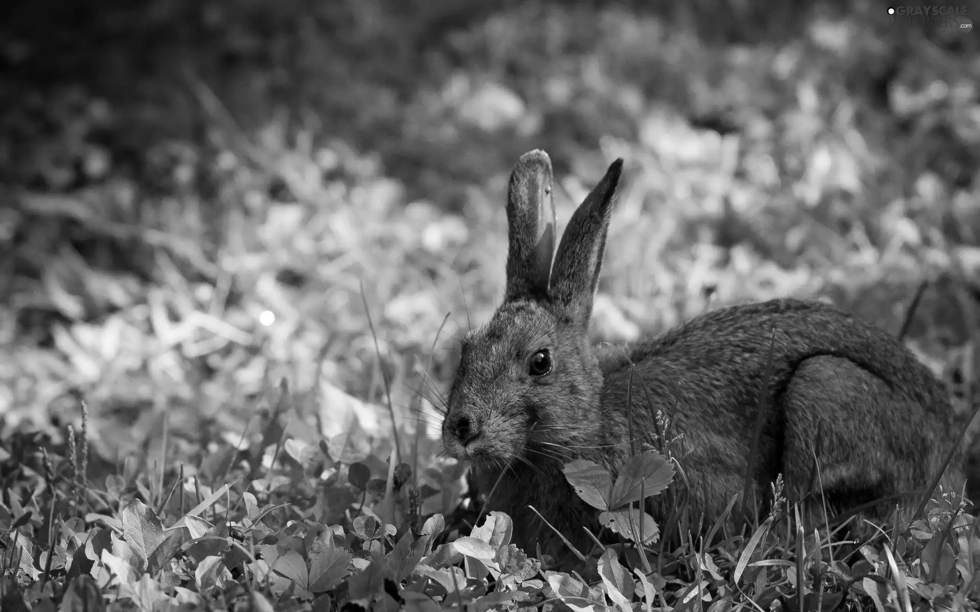 grass, squatting, Wild Rabbit