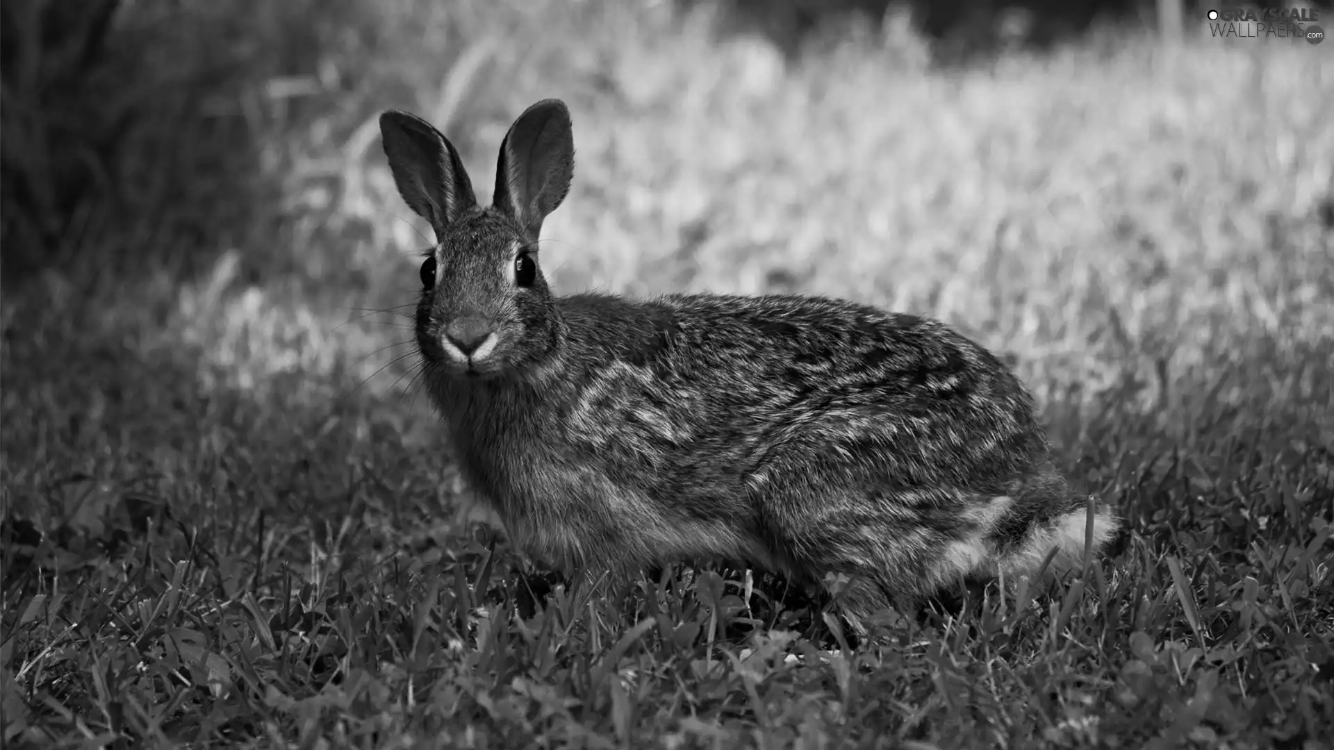Wild Rabbit, grass