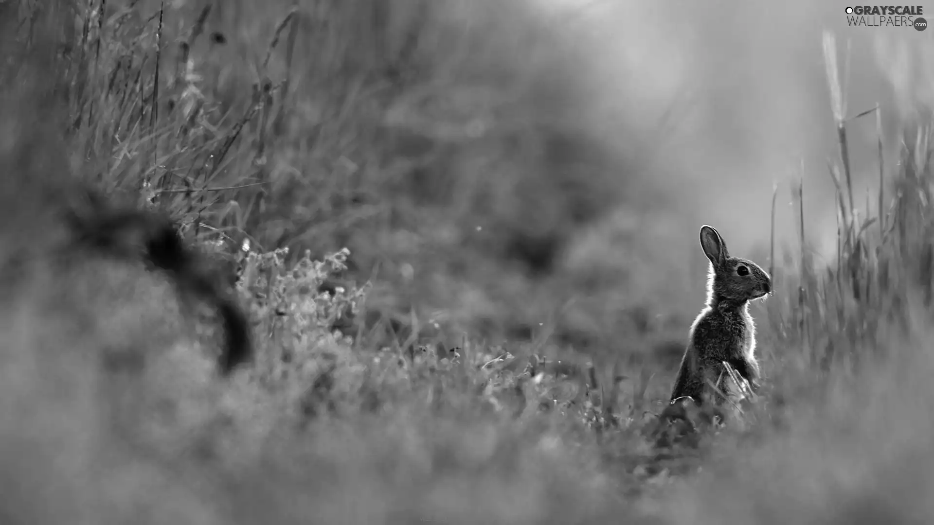 Wild Rabbit, Meadow
