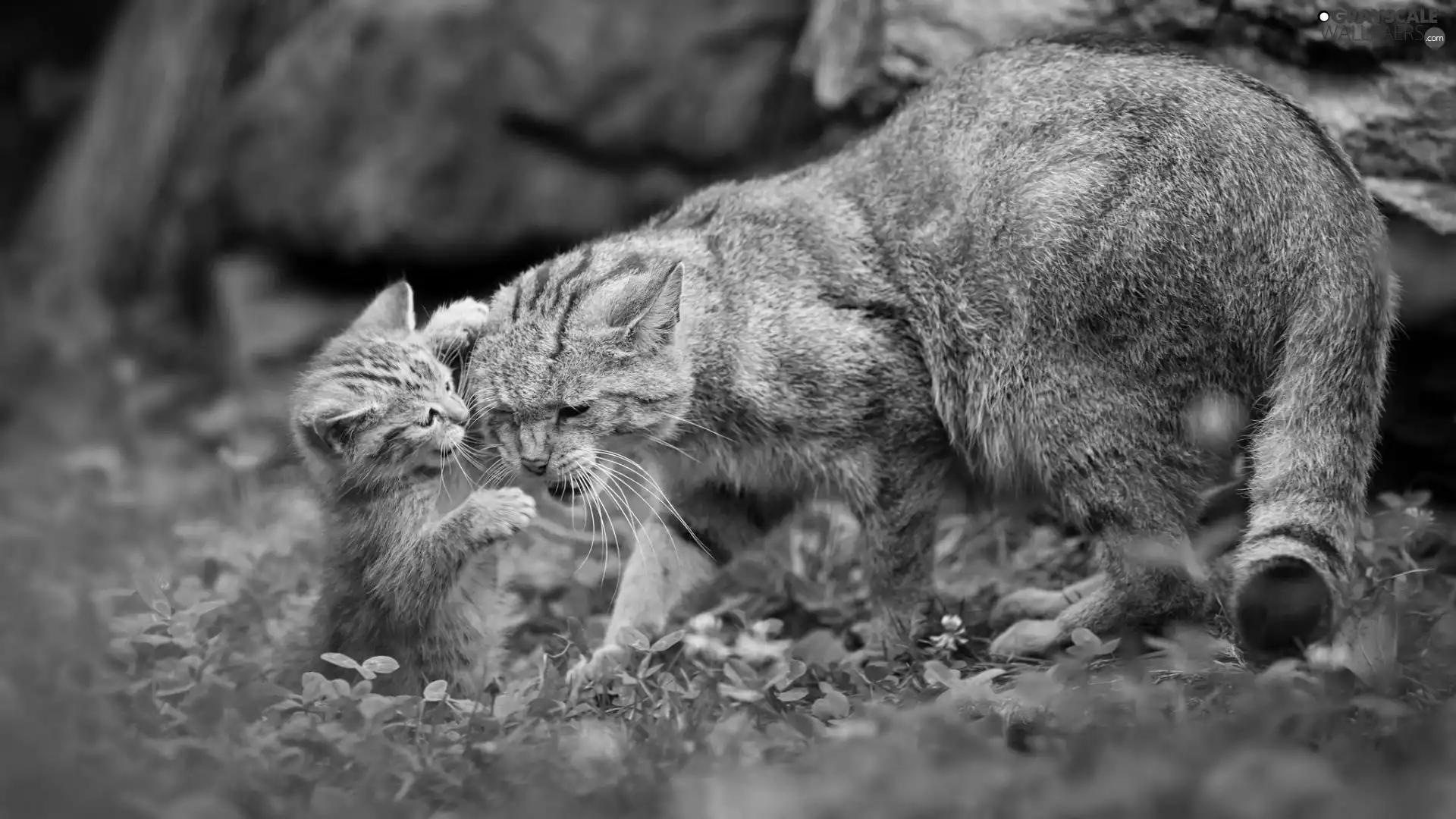 Wildcats, mother, young