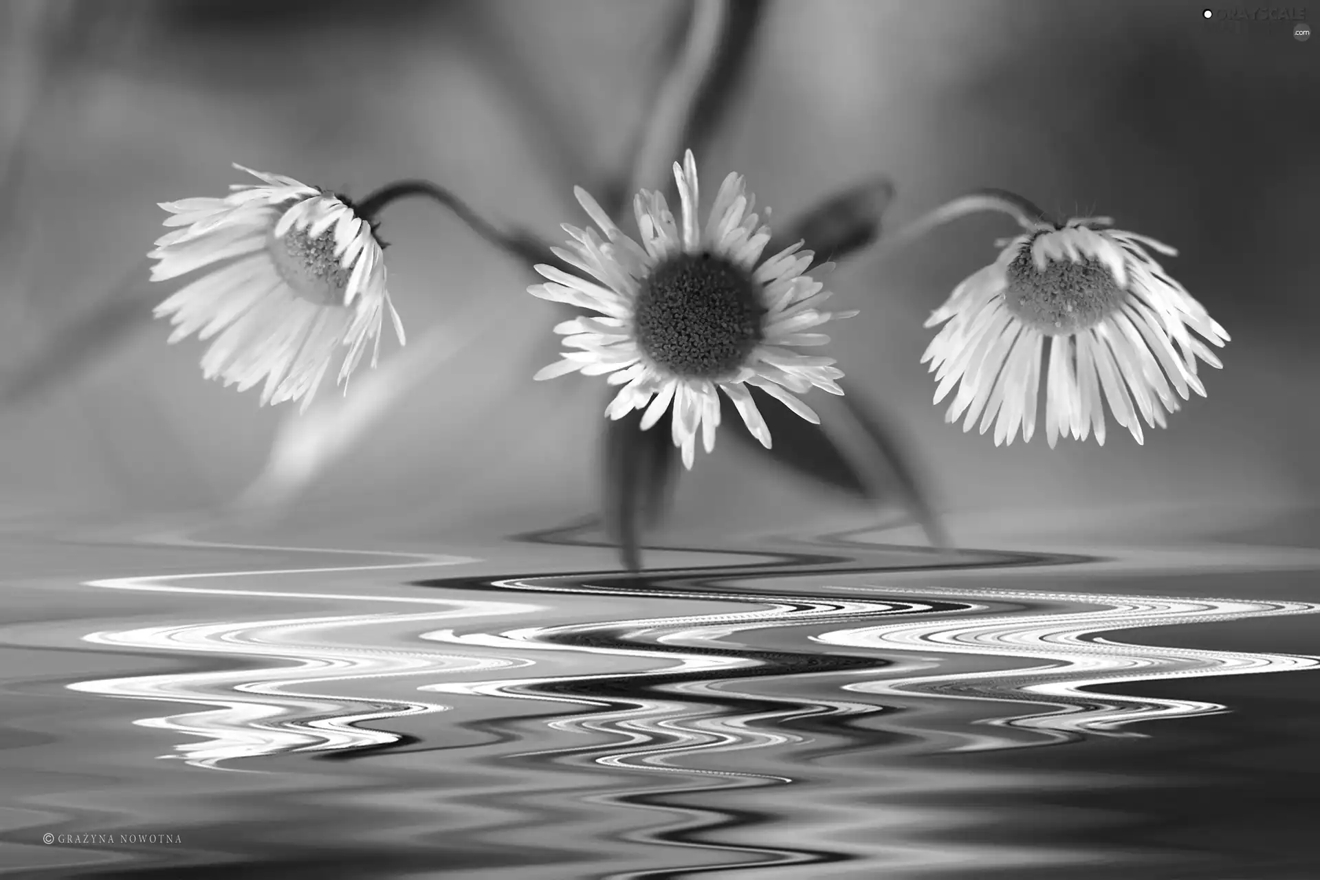 Erigeron White, Flowers, Wildflowers