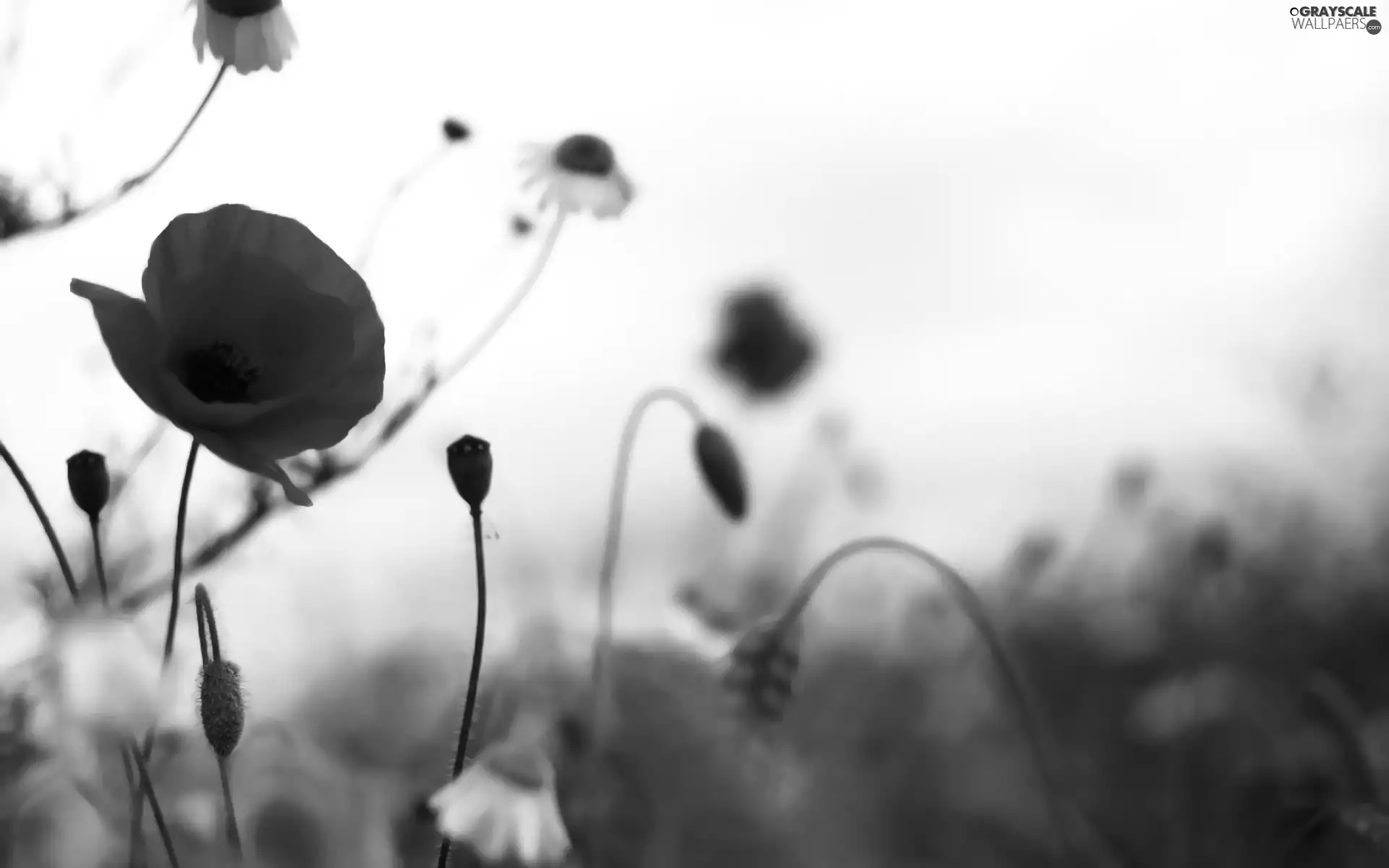 Wildflowers, papavers, Flowers