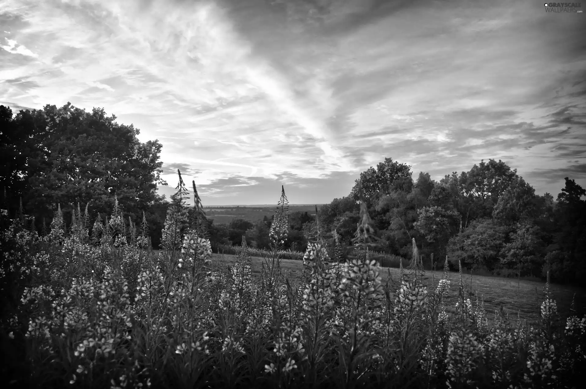 Meadow, west, Wildflowers, Flowers, purple, sun