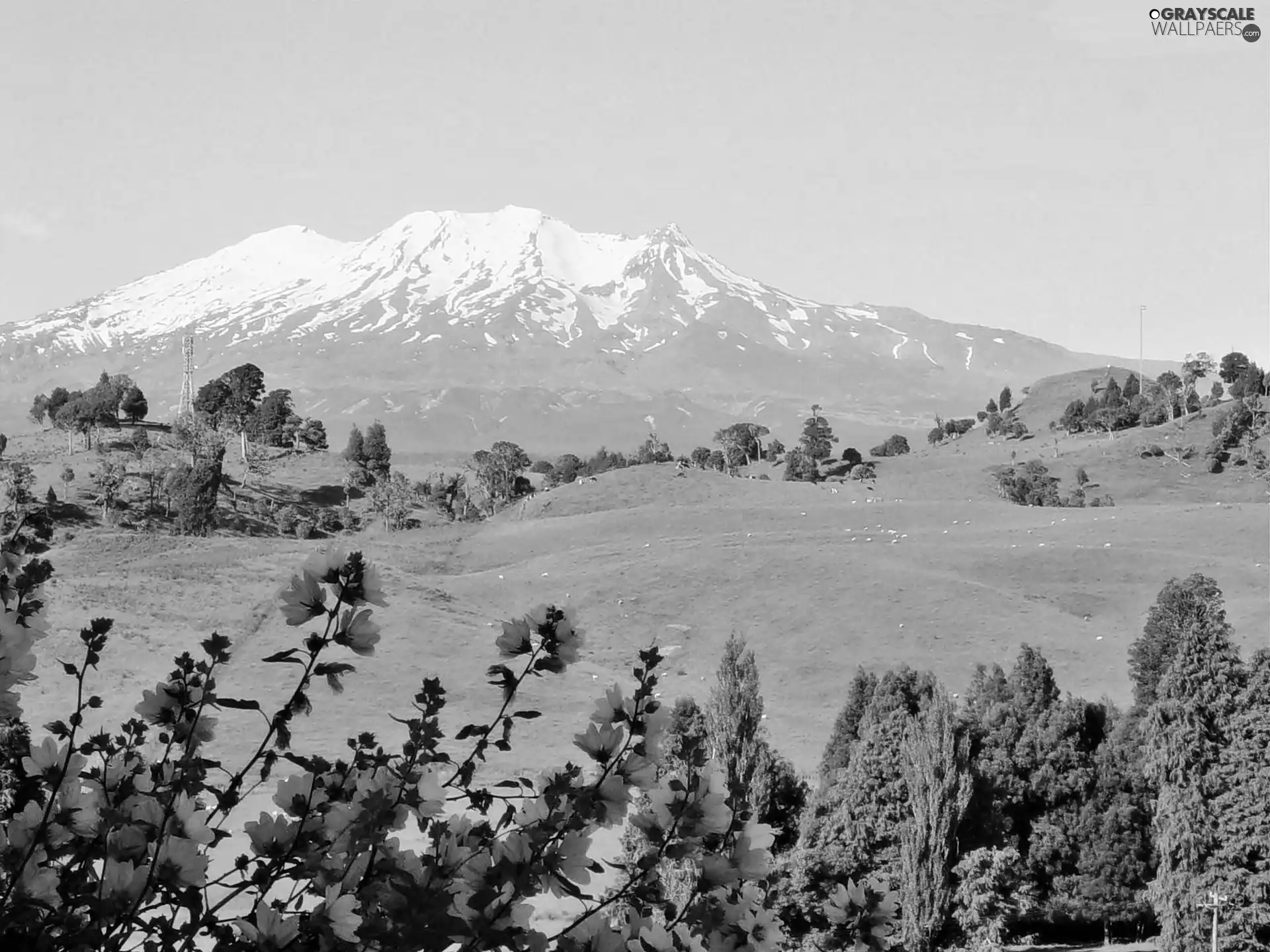 trees, Mountains, Wildflowers, Flowers, viewes, medows