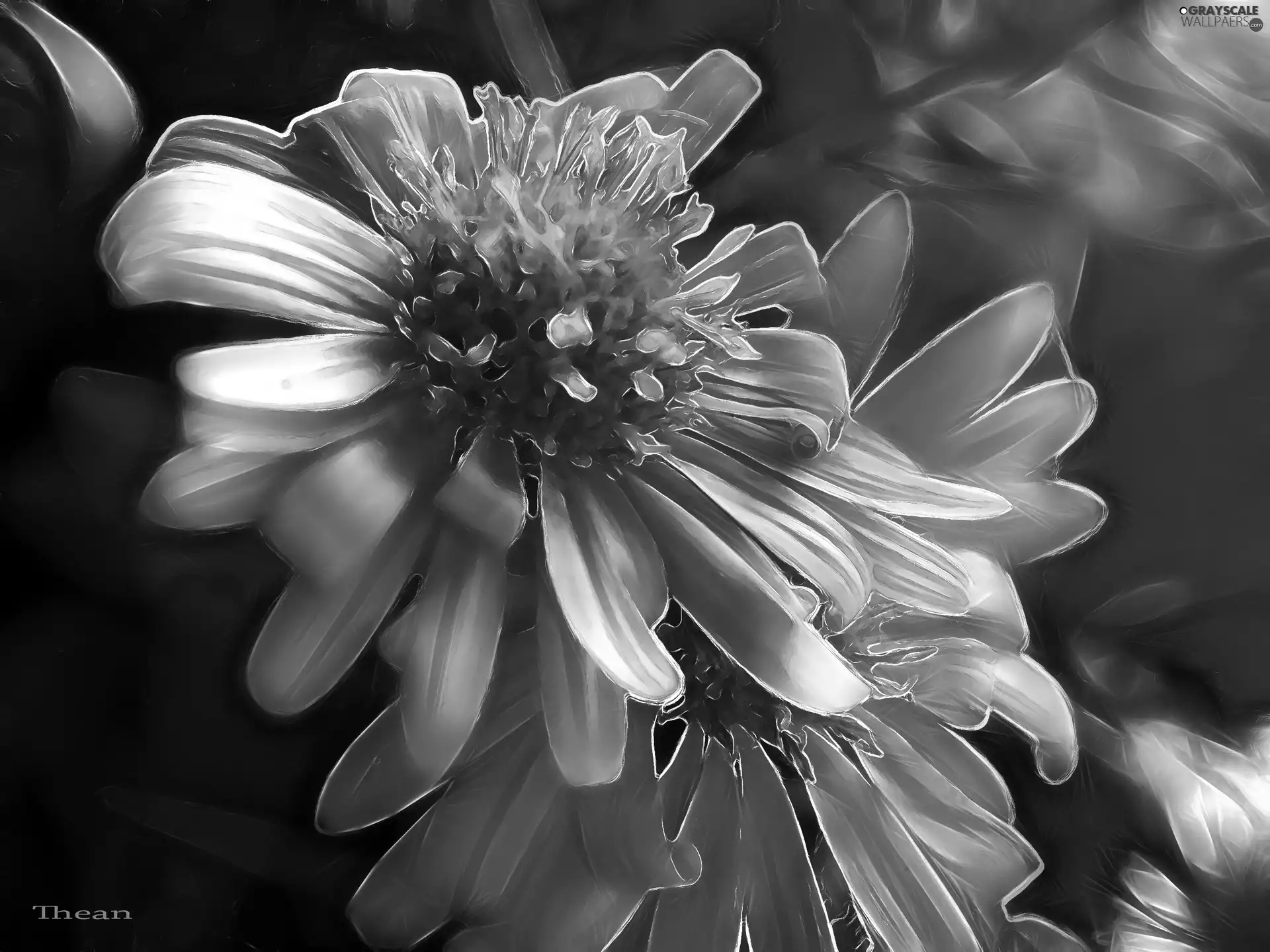 Flowers, Wildflowers