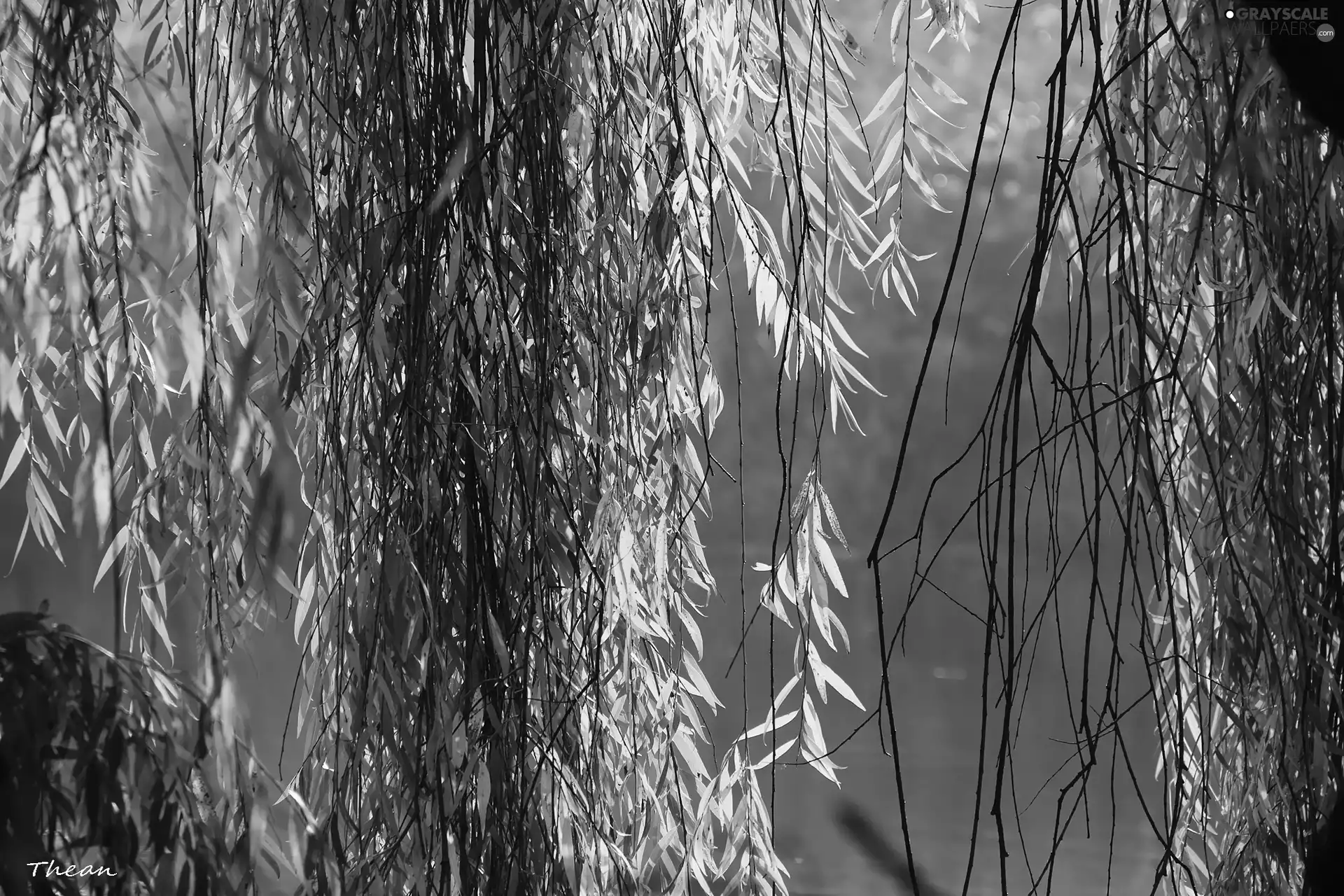 willow, color, Leaf
