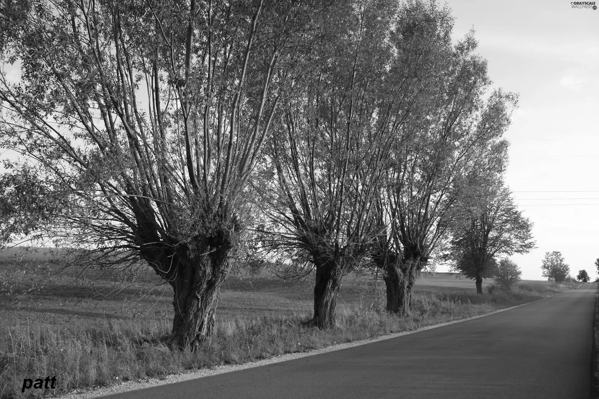 roadside, willow