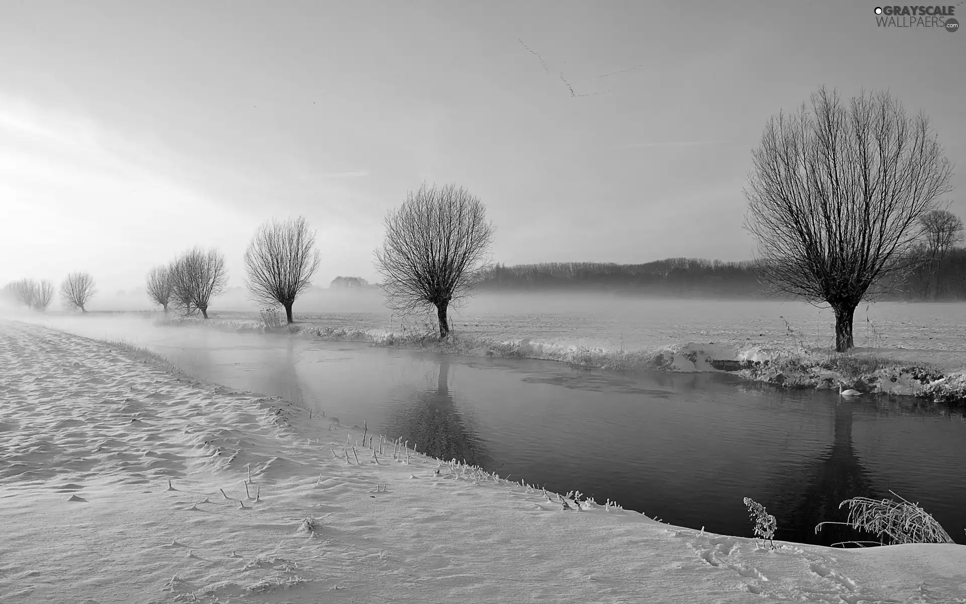 winter, rivers, willow, edges