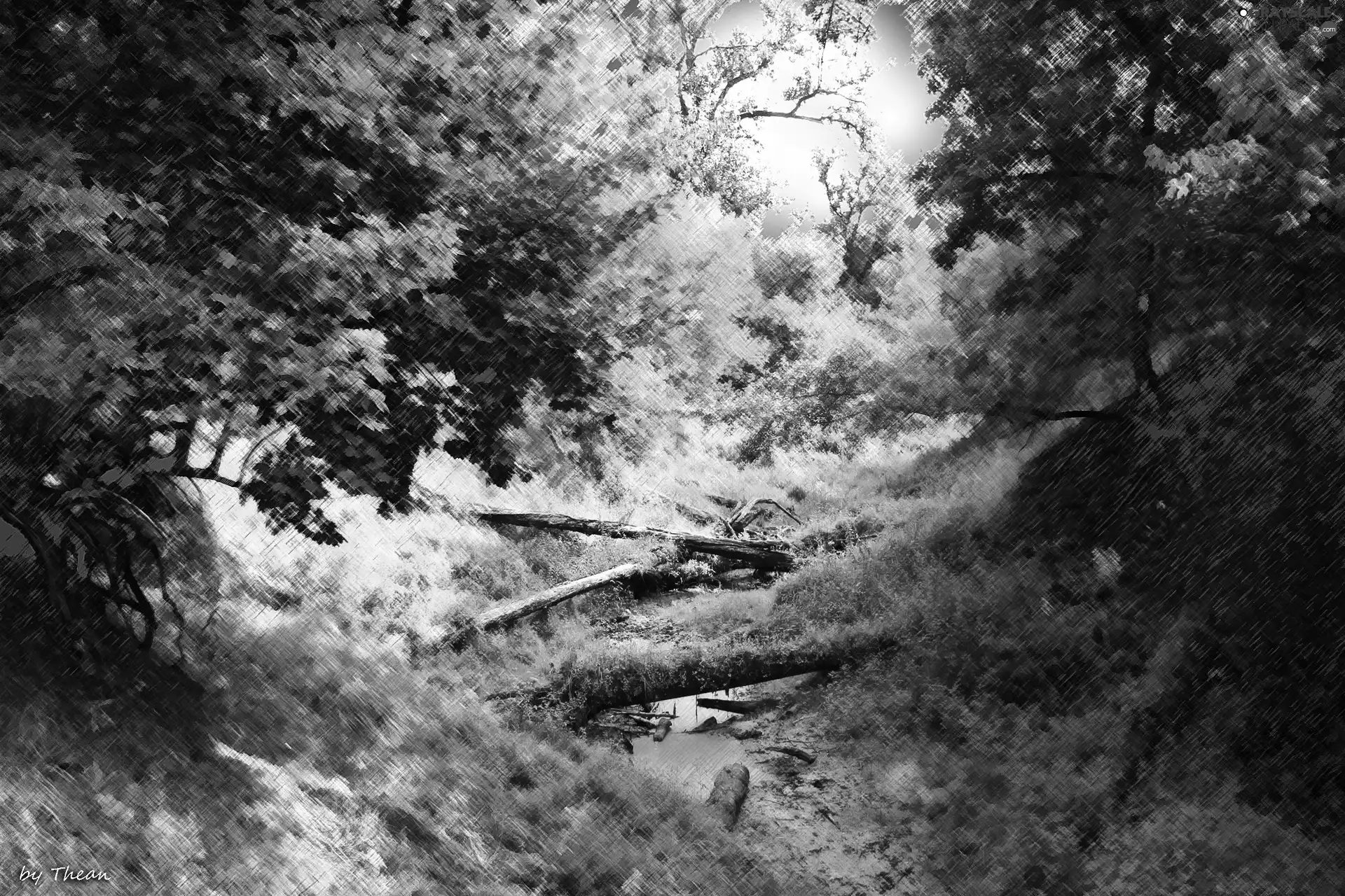 windfalls, forest, Valley