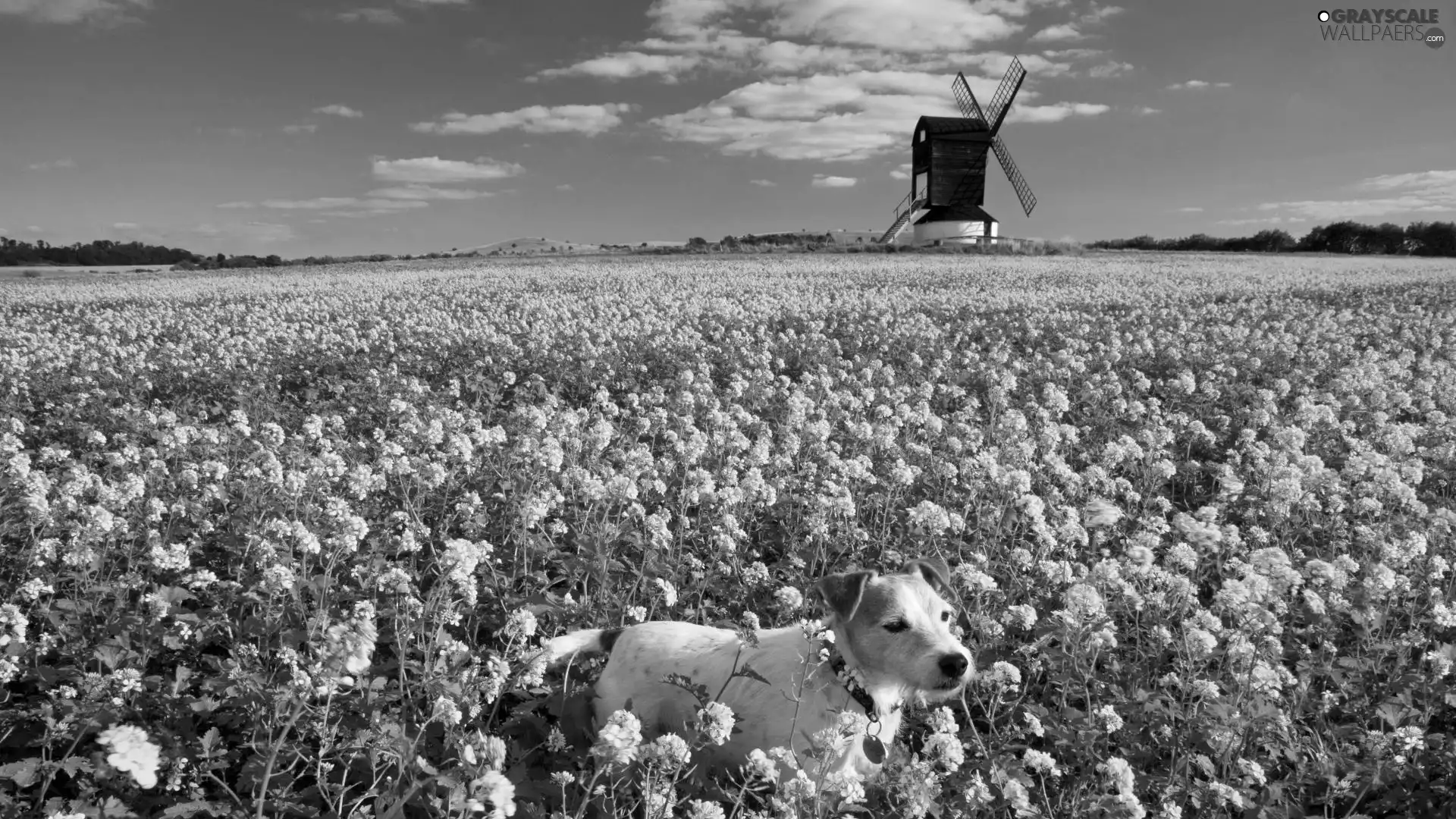 dog, Plants, Windmill, Field