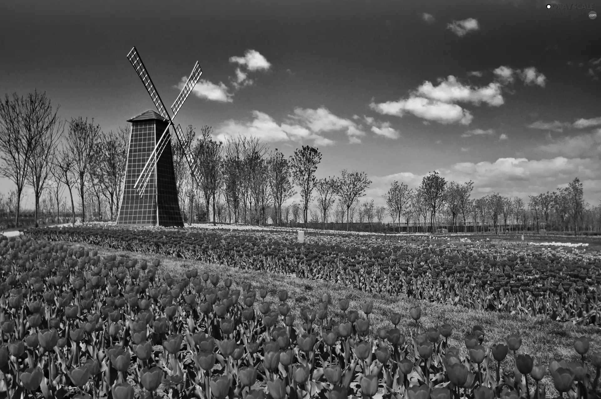 tracts, tulips, Windmill, red