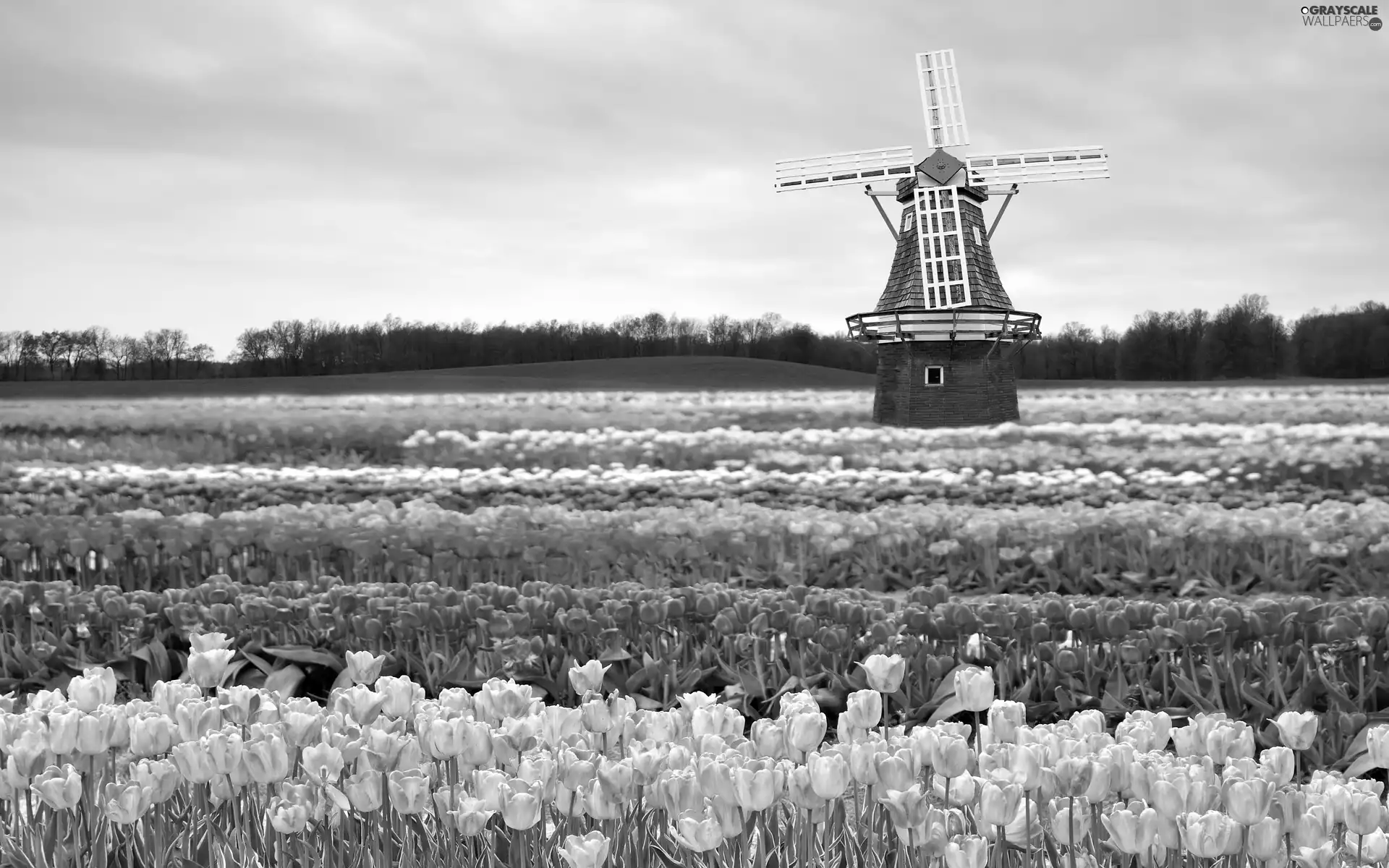 Windmill, Field, Tulips