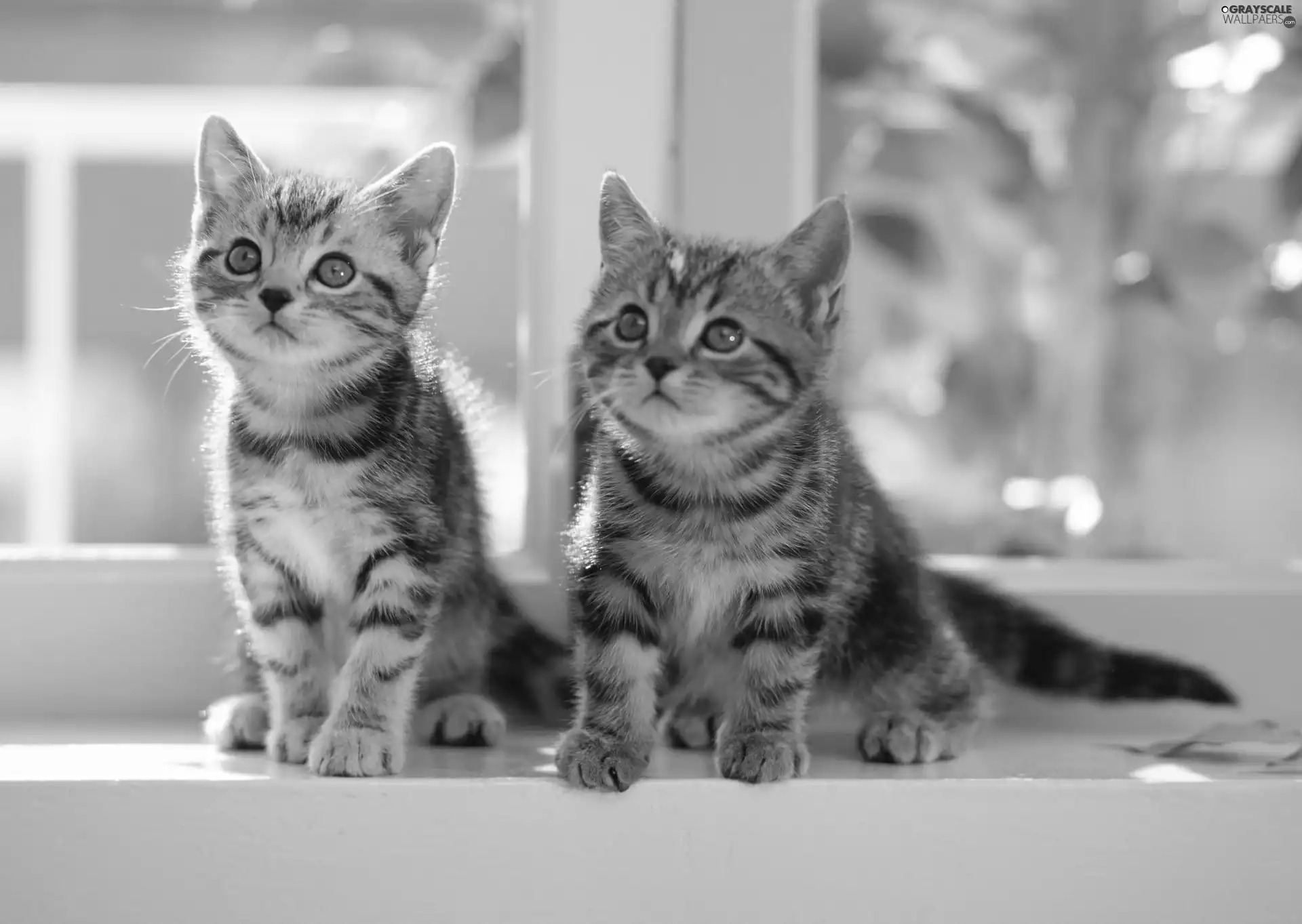 Window, Kittens, bands