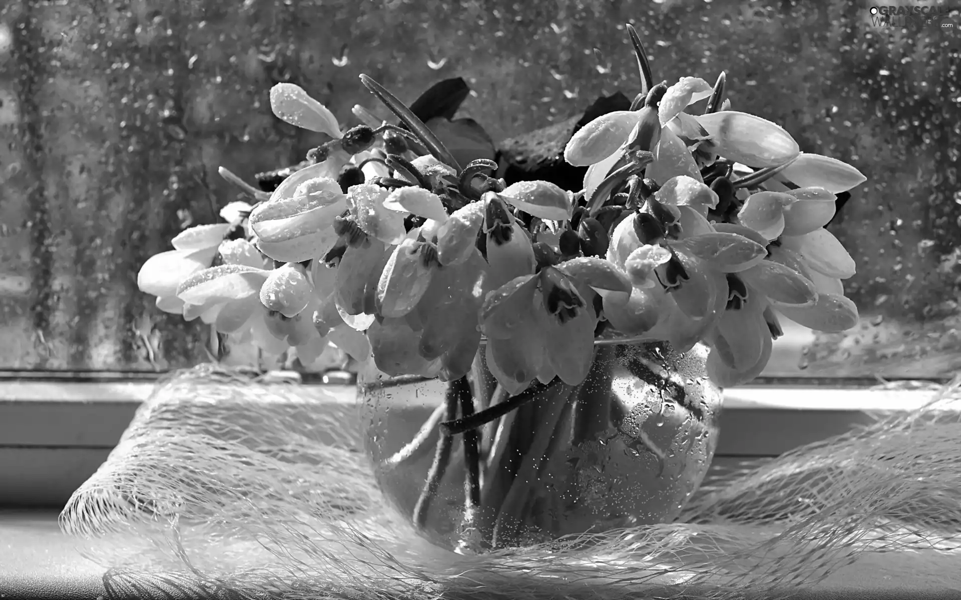 Window, snowdrops, bowl