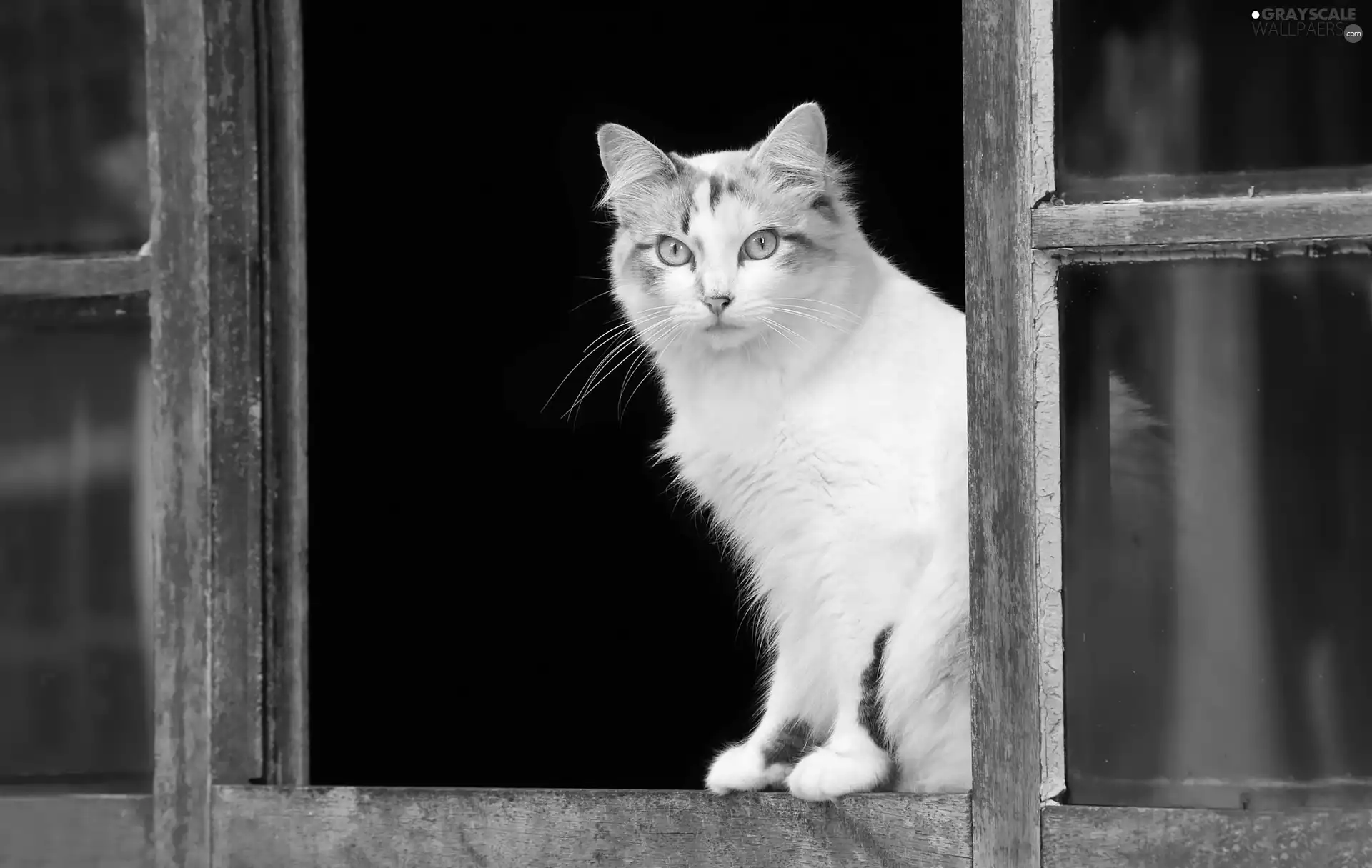 cat, Eyes, Window, Blue