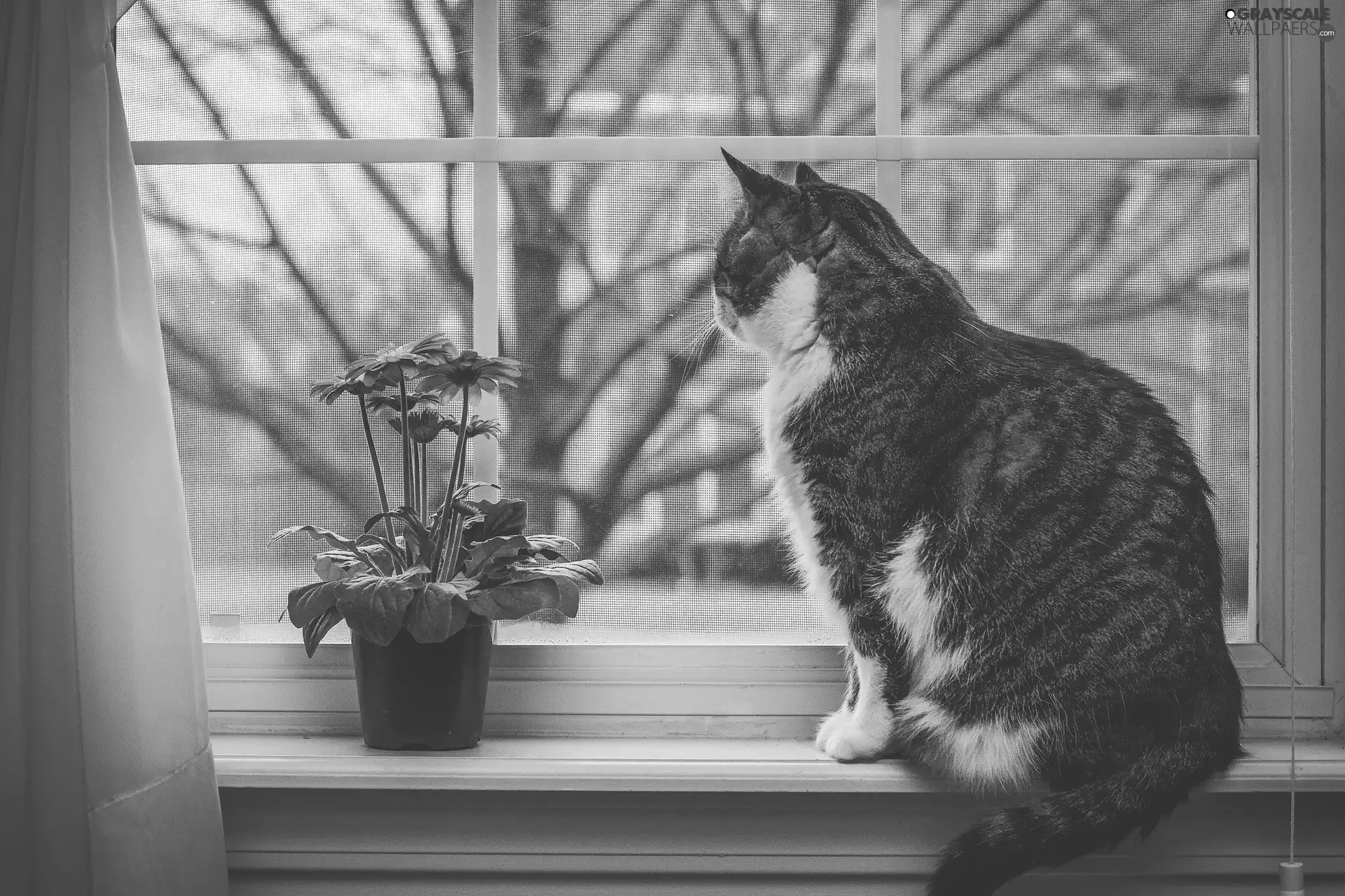 cat, Window