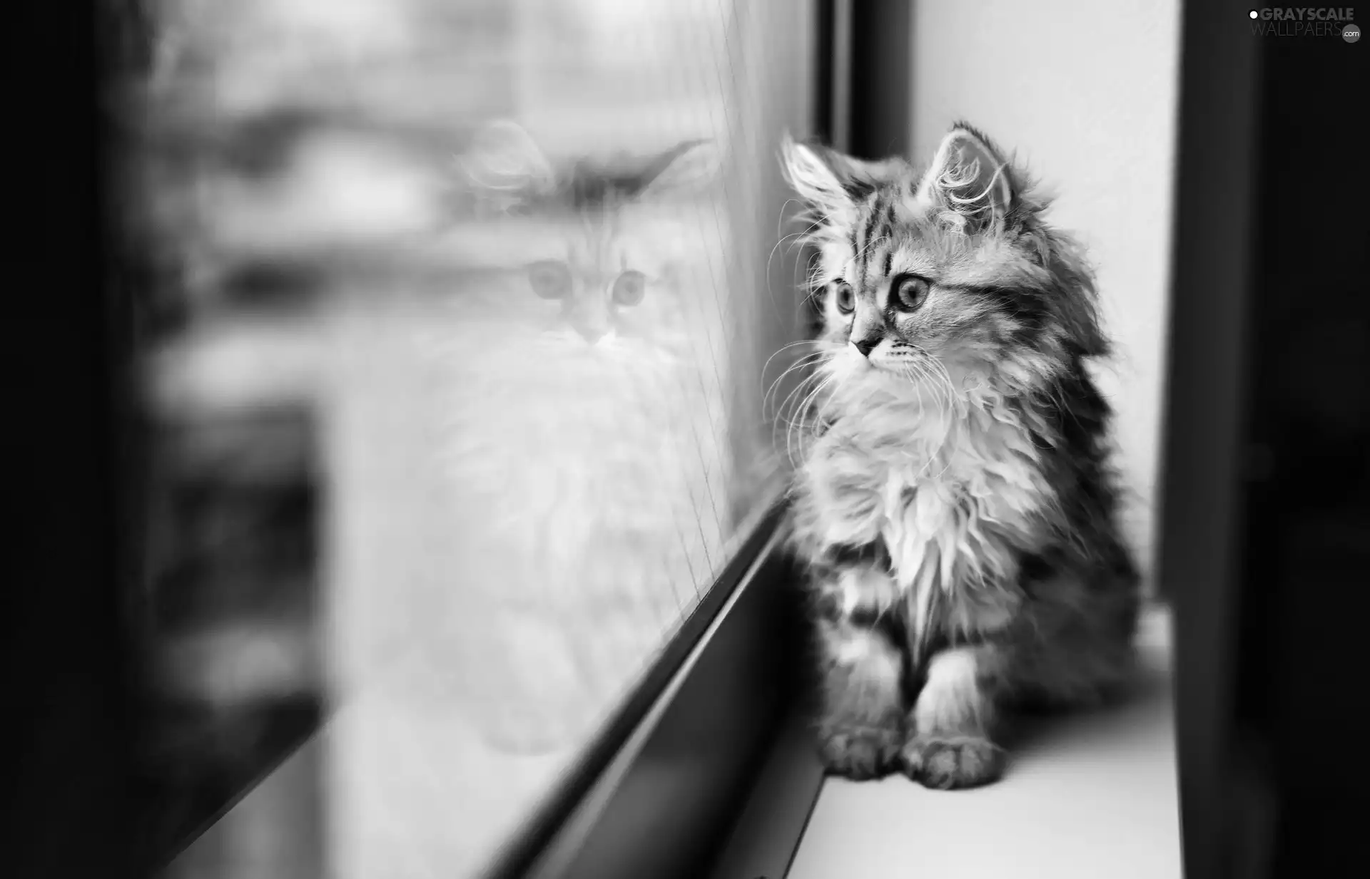 kitten, Window