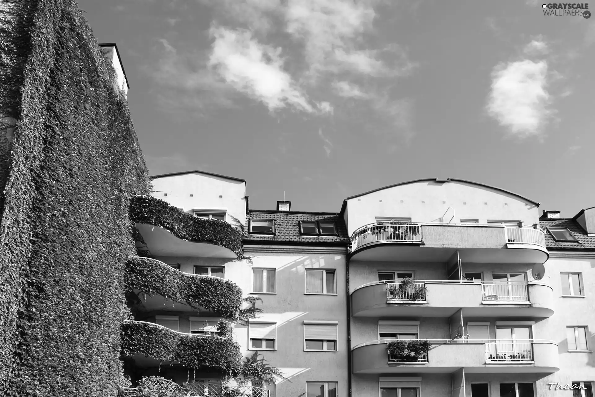 buildings, wild, wine, Wooded