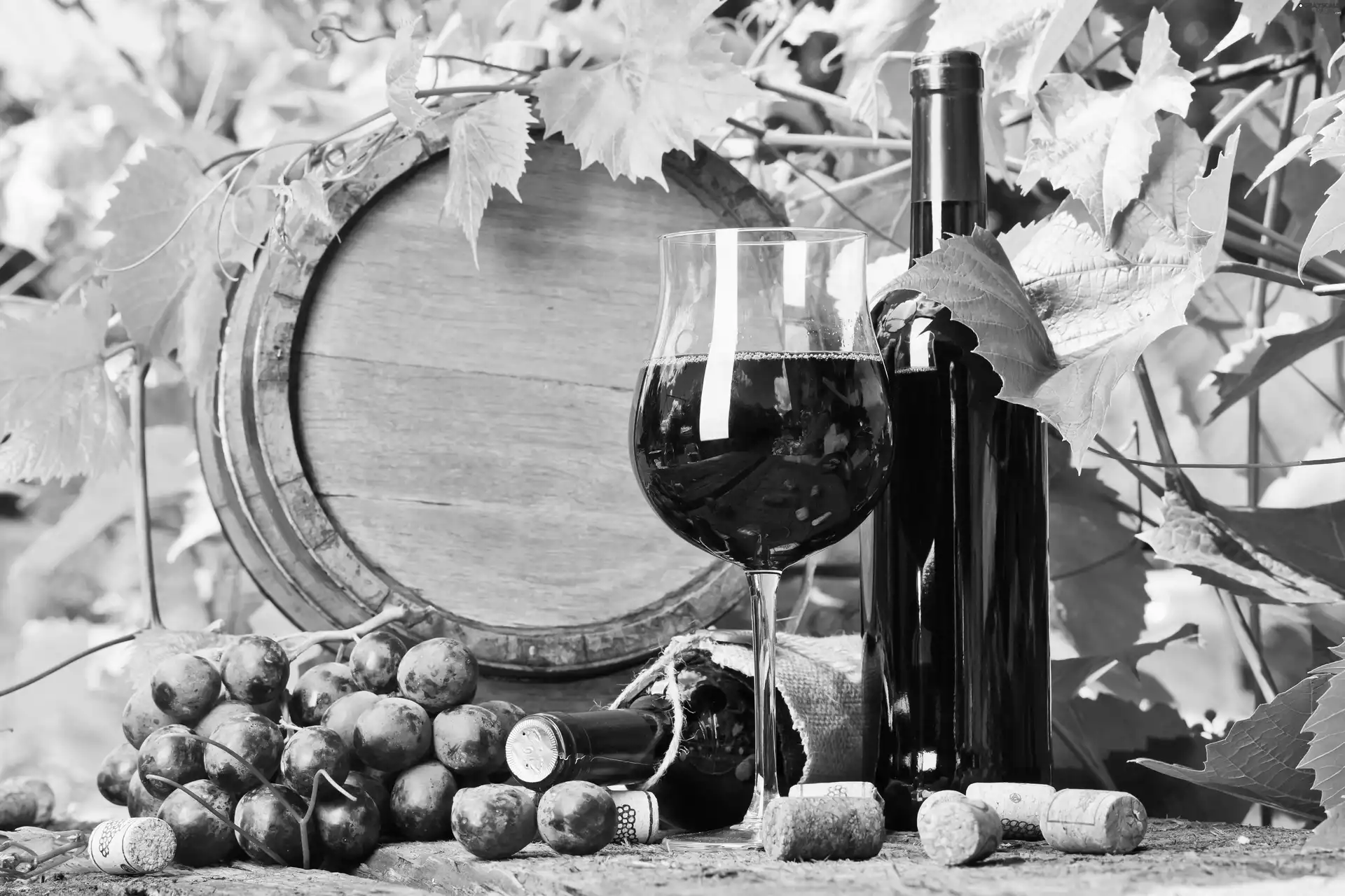 Grapes, Wine
