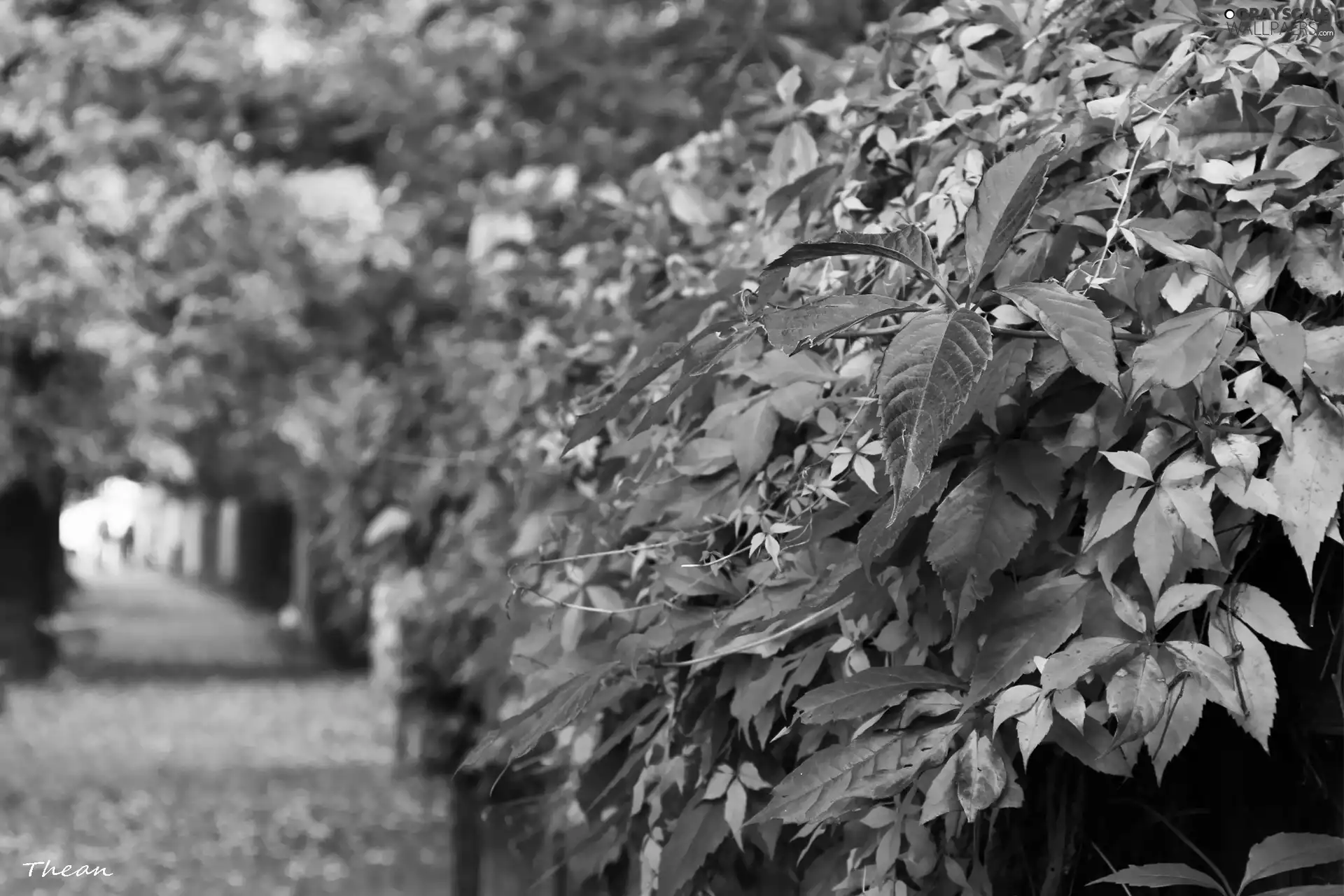 Street, wild, Wine, autumn