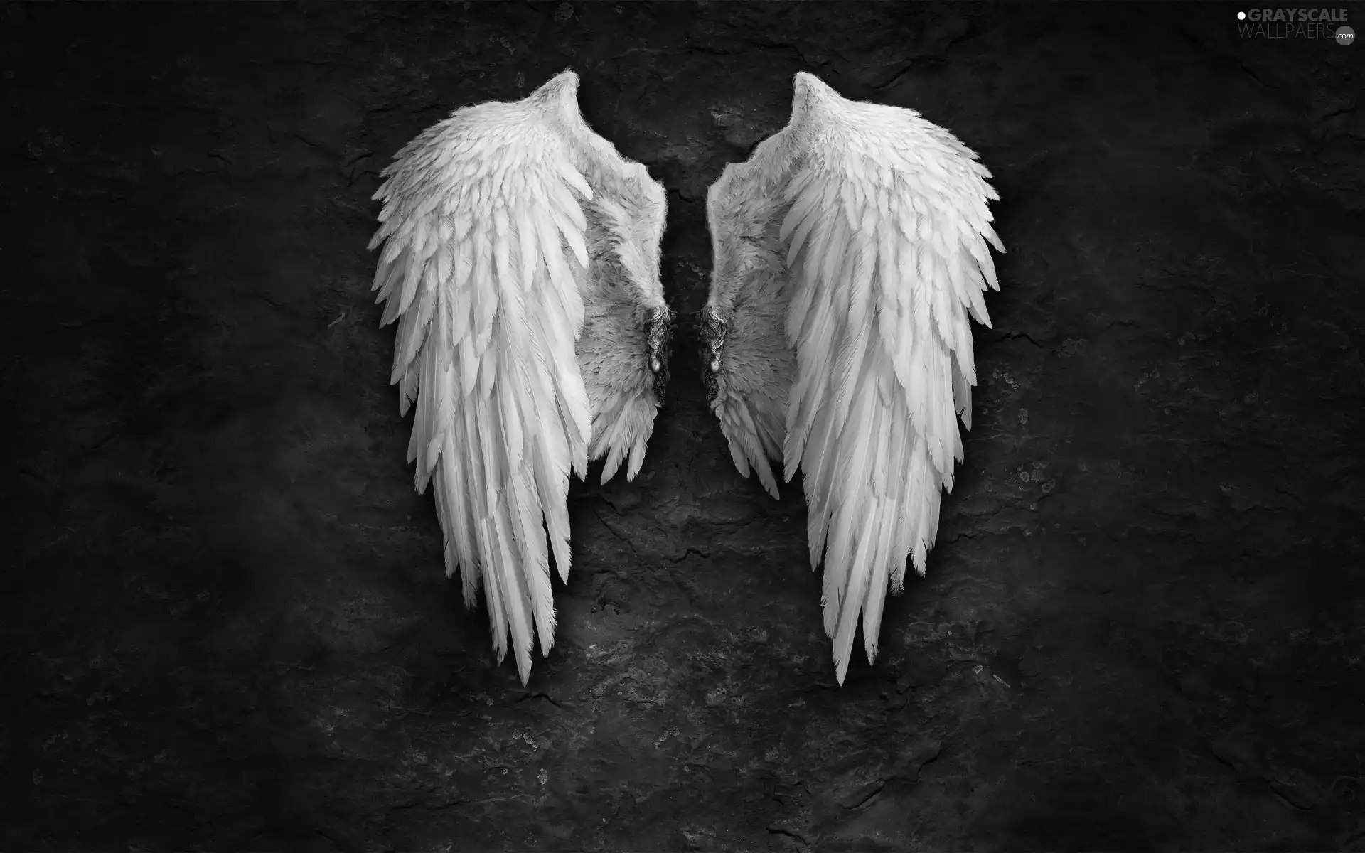 wings, White, Angel
