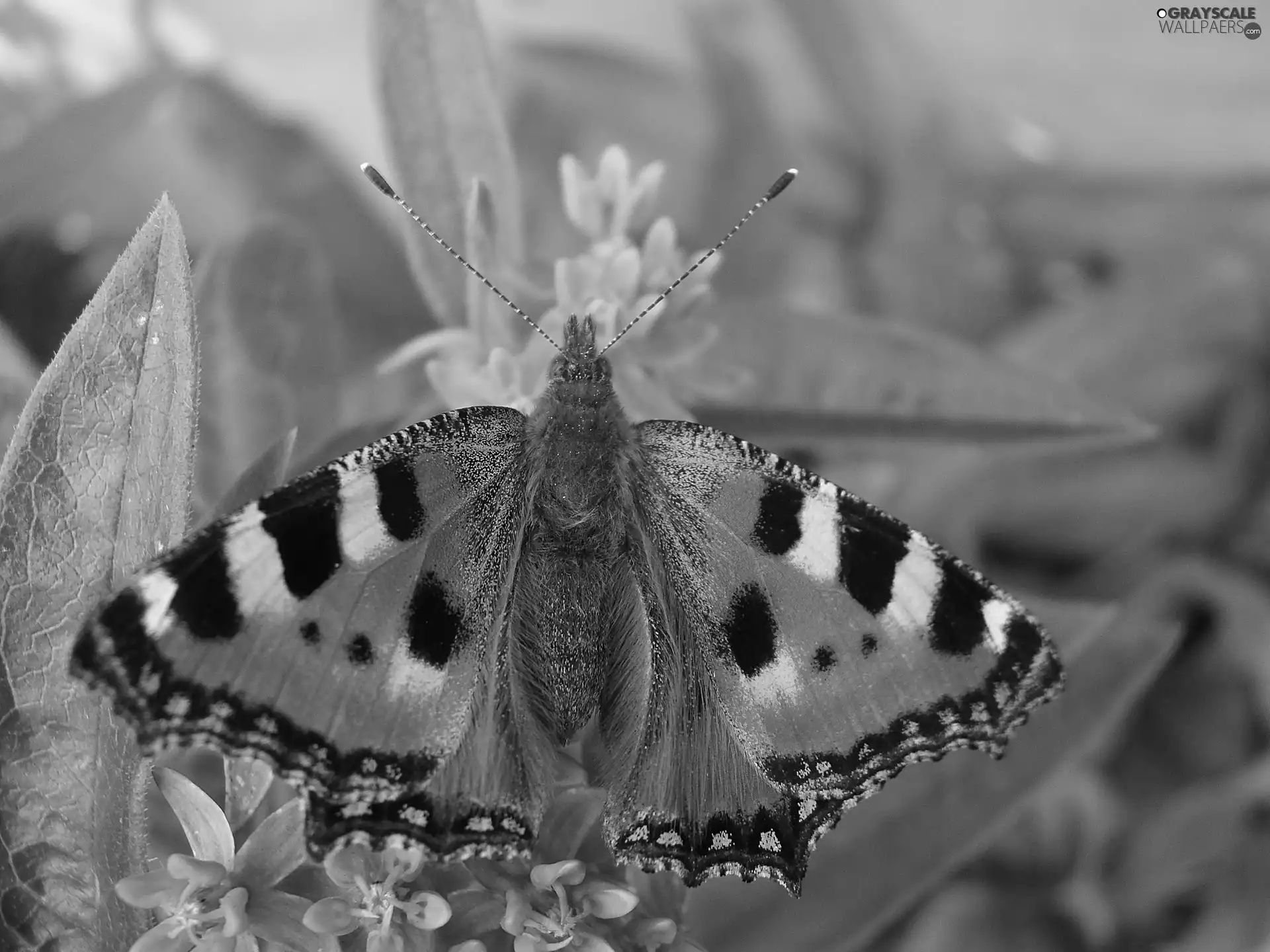 butterfly, tortoiseshell, wings, undine