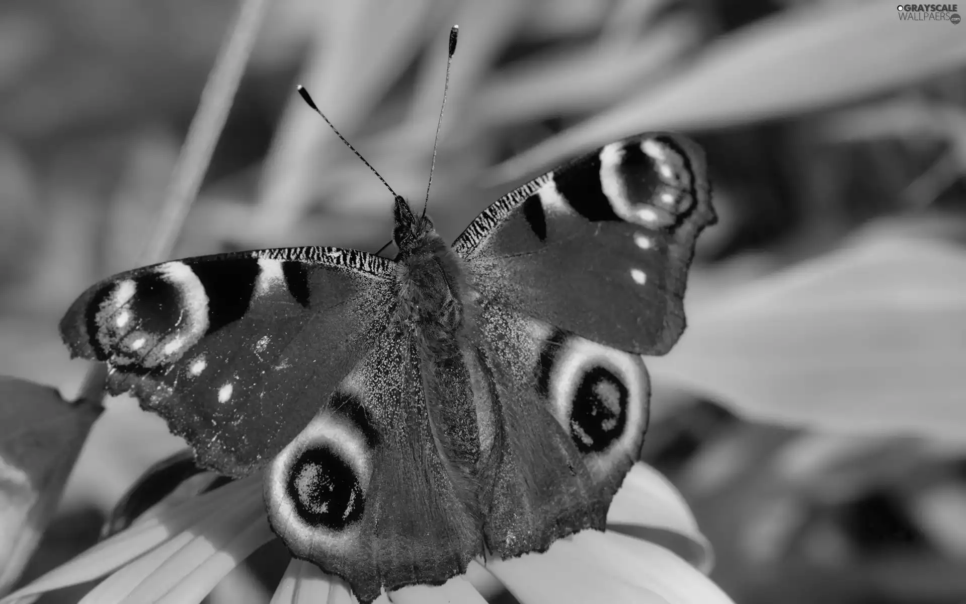 butterfly, spread, wings, Peacock