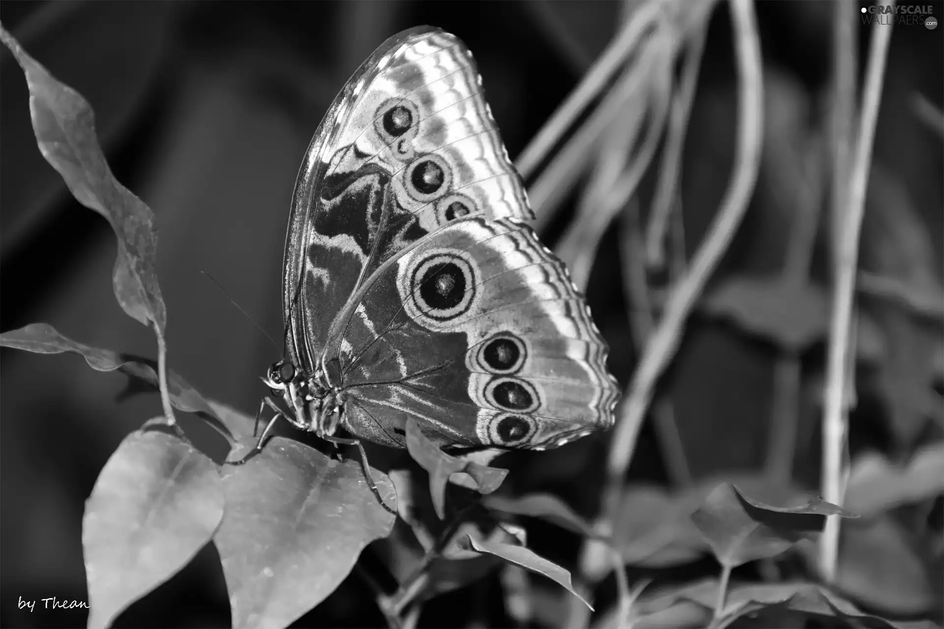 butterfly, wings