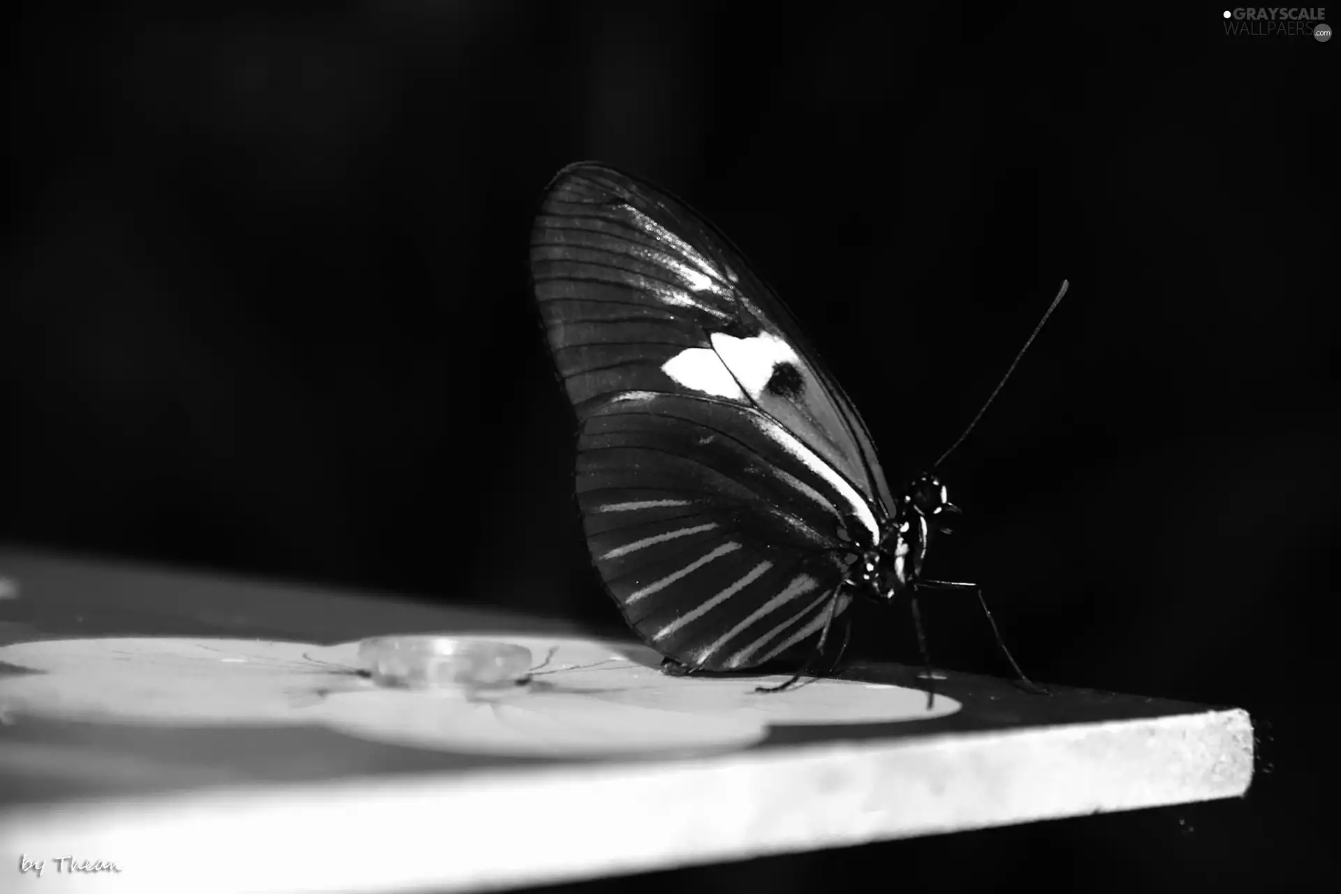 wings, butterfly, color