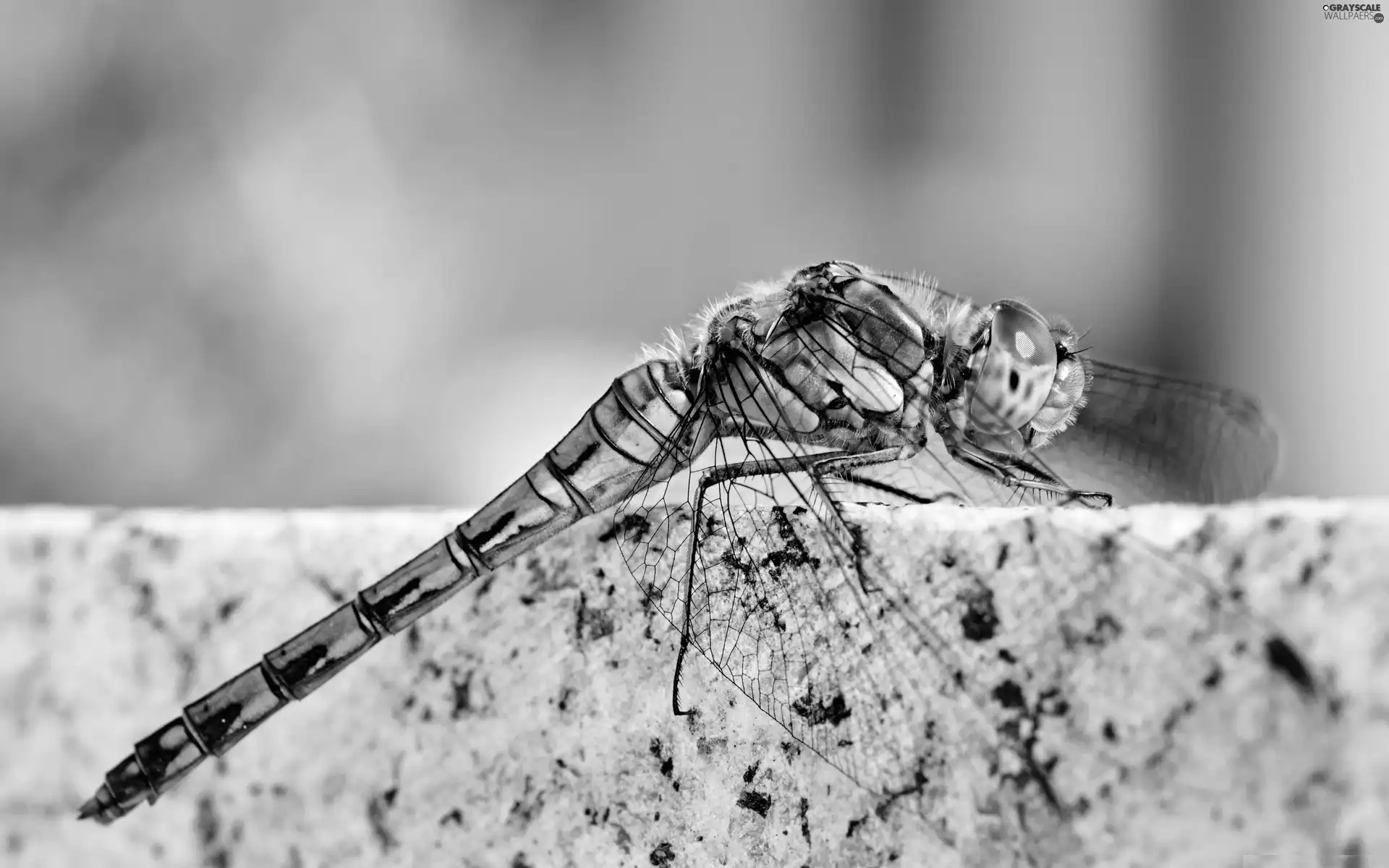 Insect, fine, wings, dragon-fly