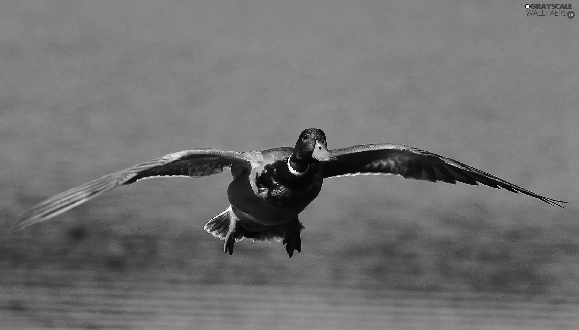 wings, duck, flight