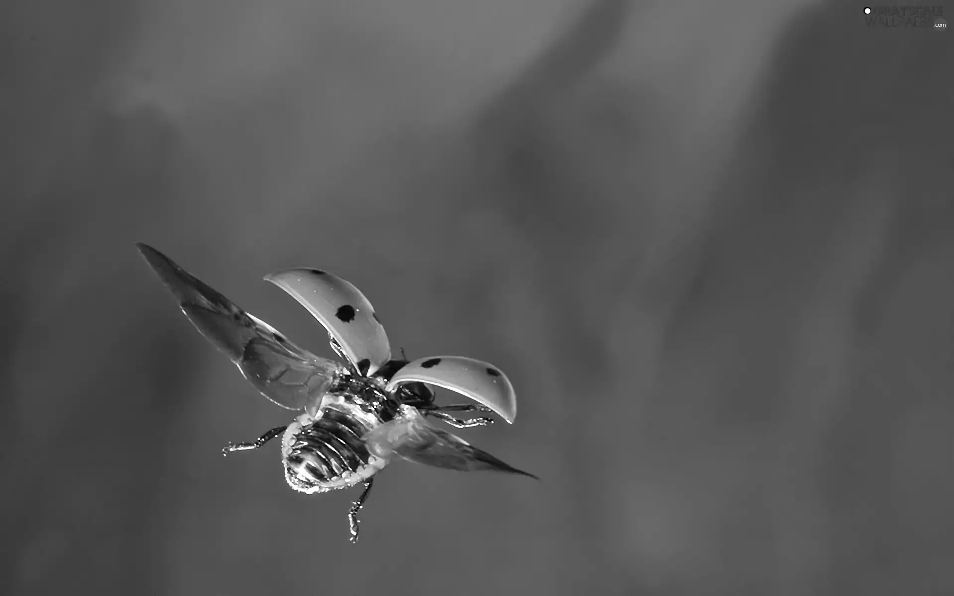 wings, ladybird, flight