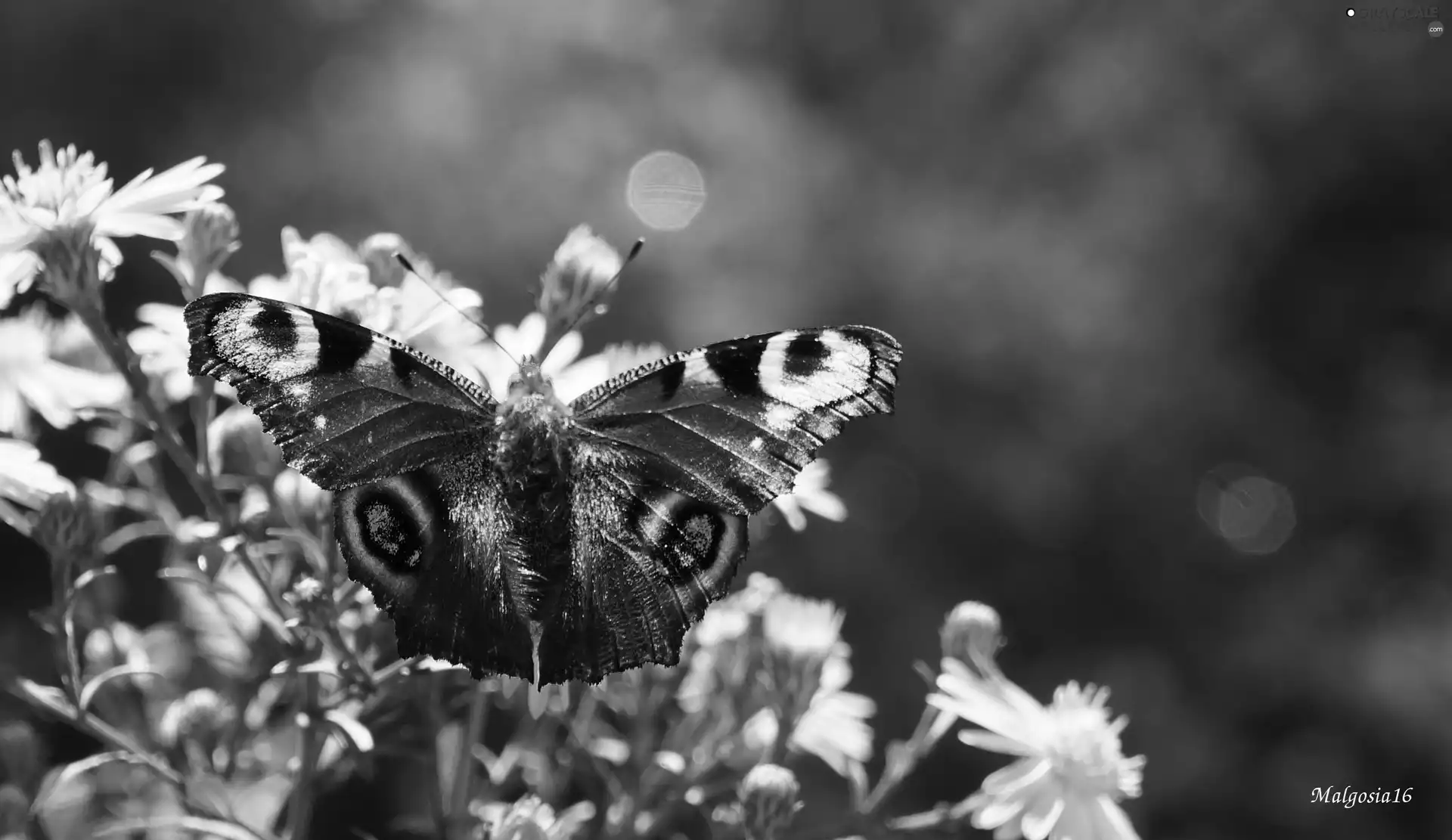 Flowers, butterfly, Peacock, color