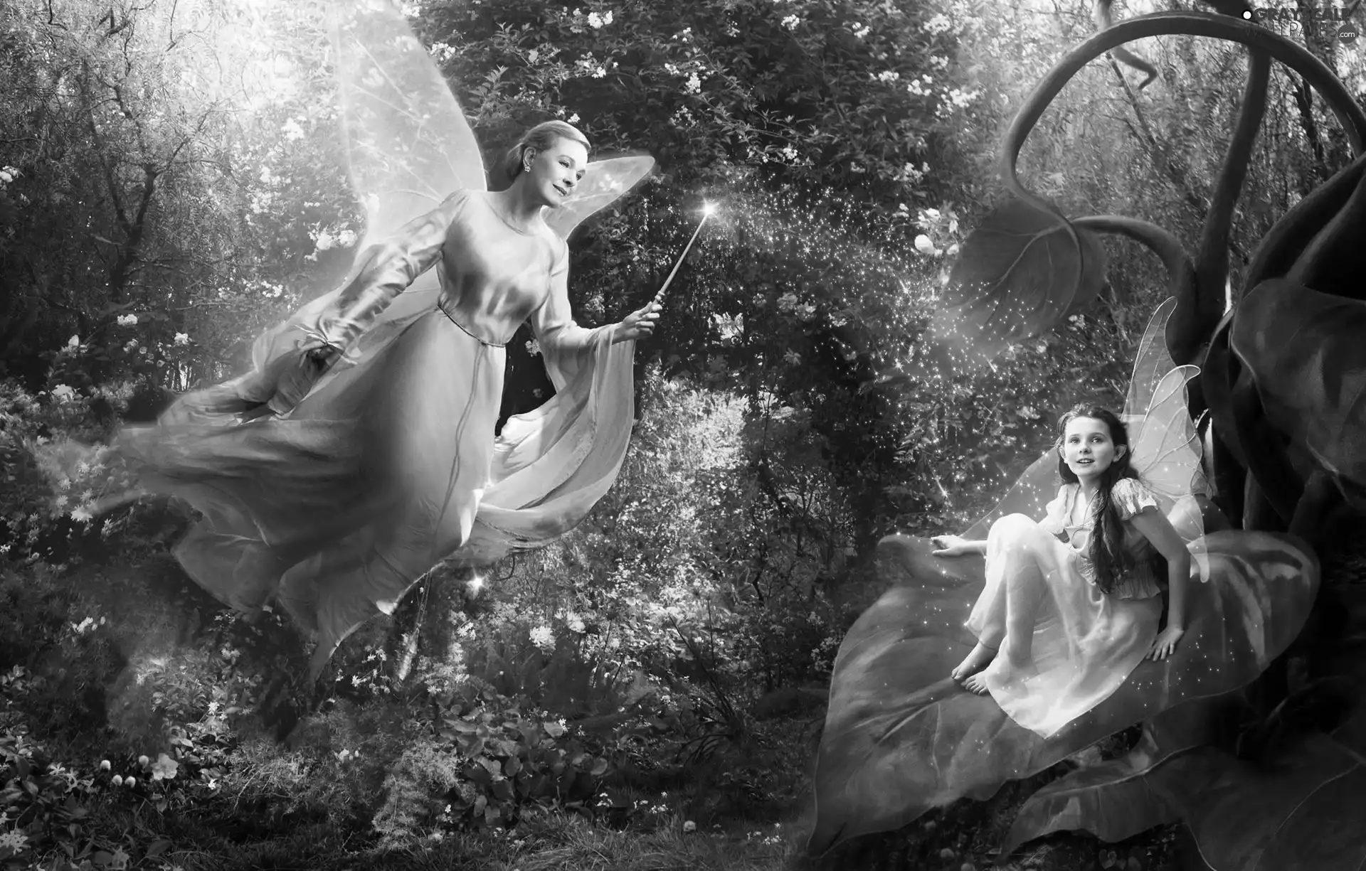 wings, fairy, girl