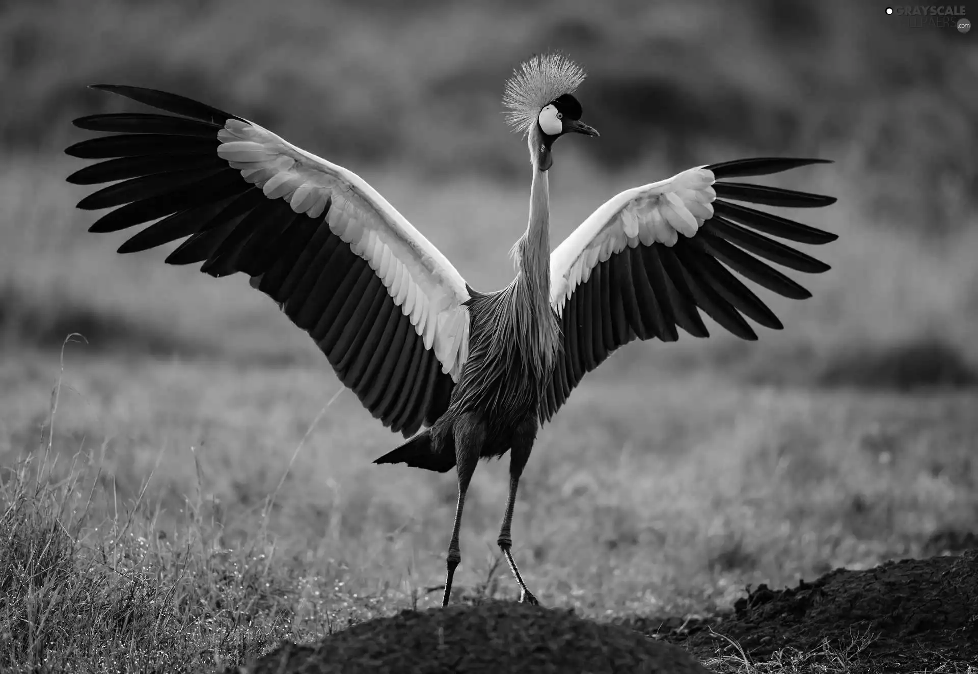 wings, Crowned, Gray