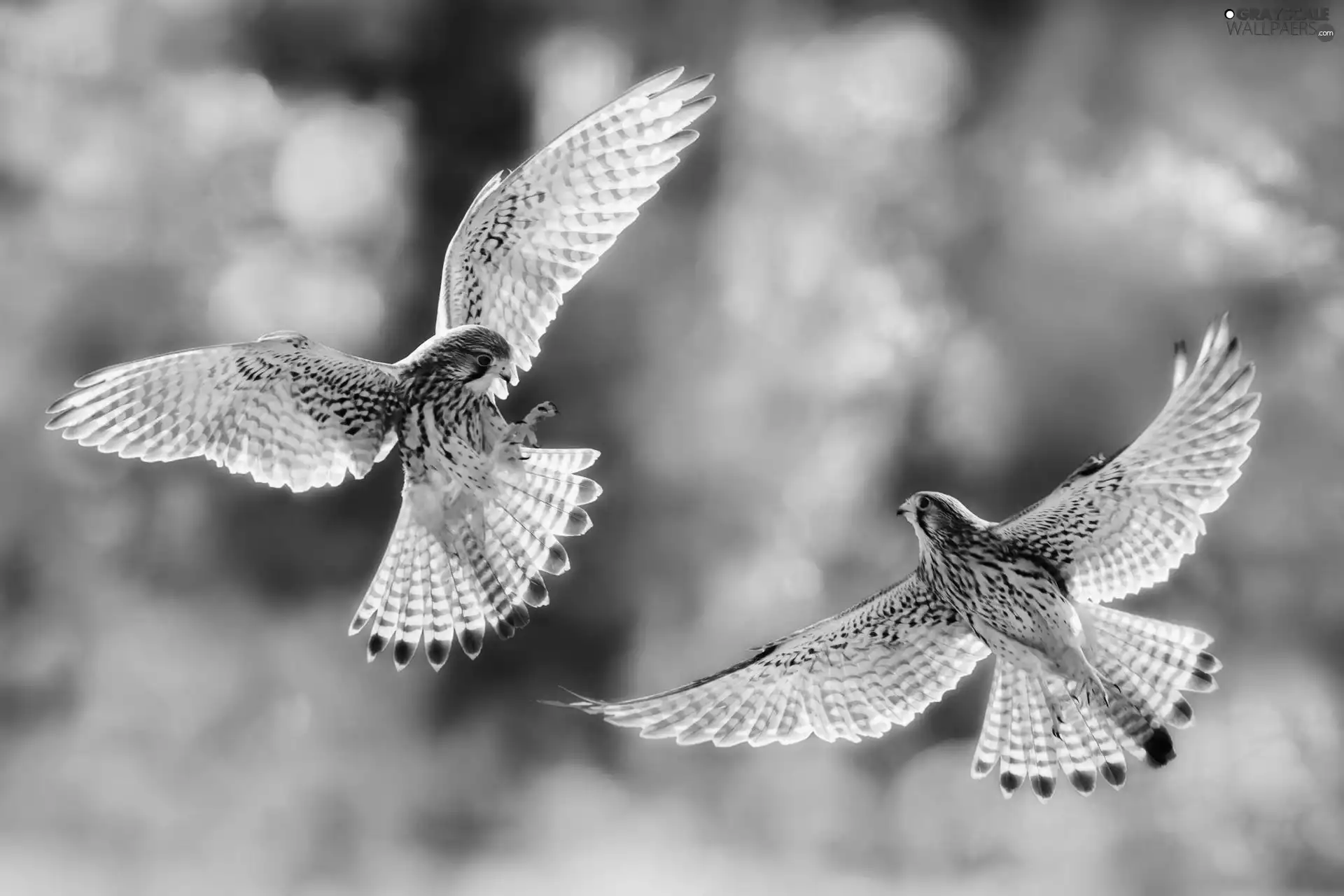 Kestrel