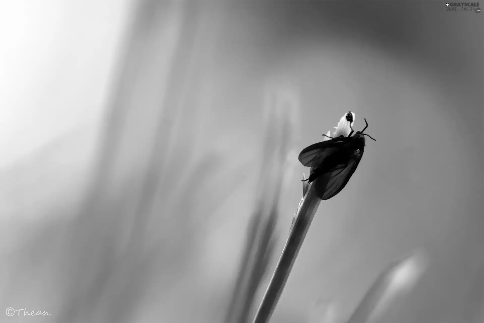 wings, Black, Insect