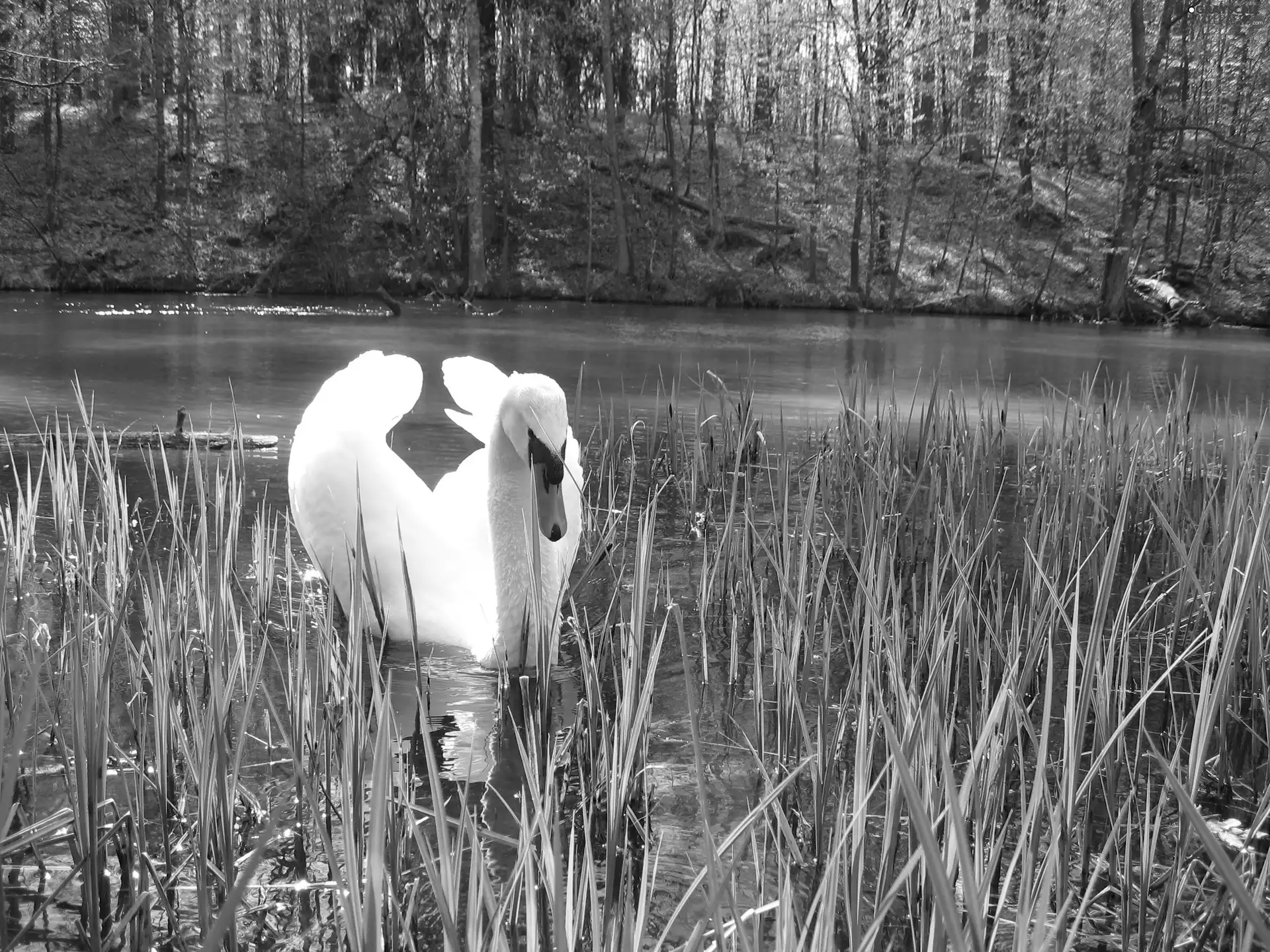 Cane, mute Swan, wings