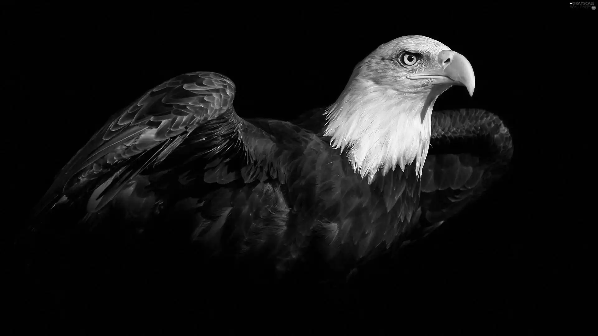American Bald Eagle, nose, wings
