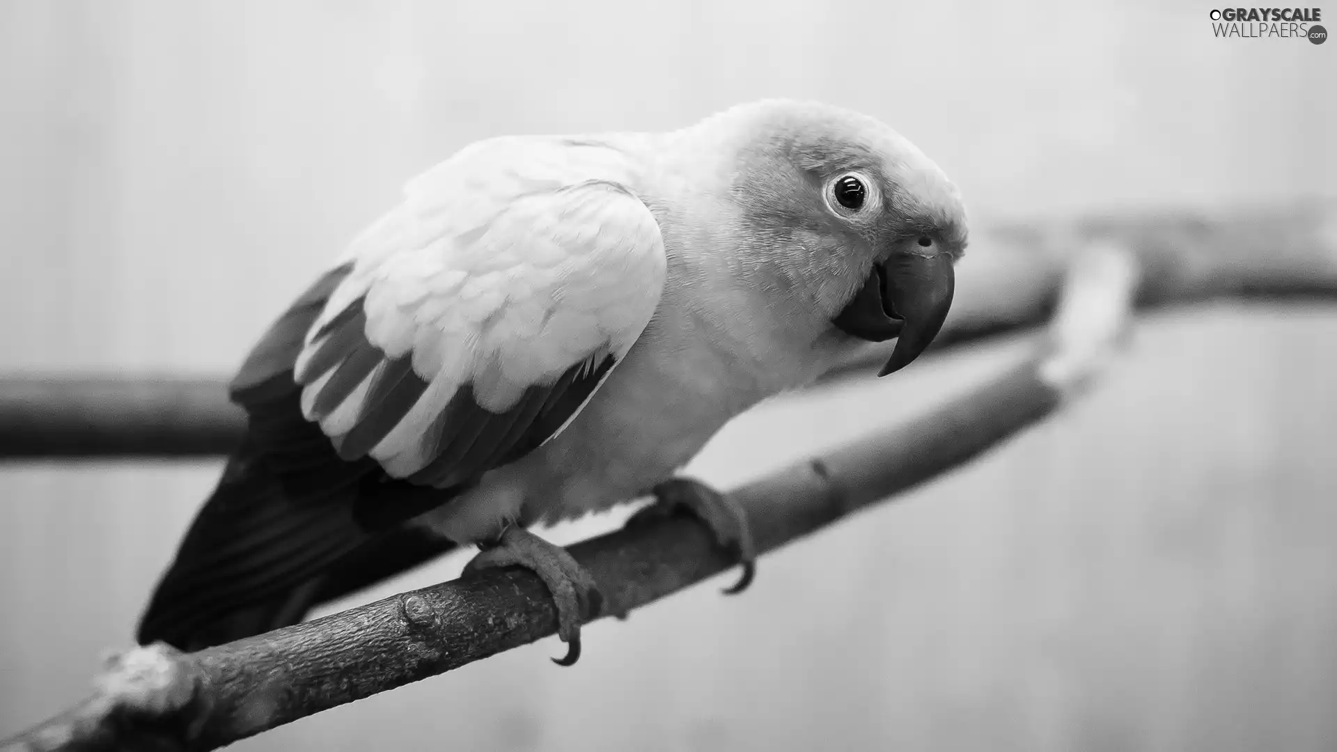 Orange, Green and Yellow, wings, parrot