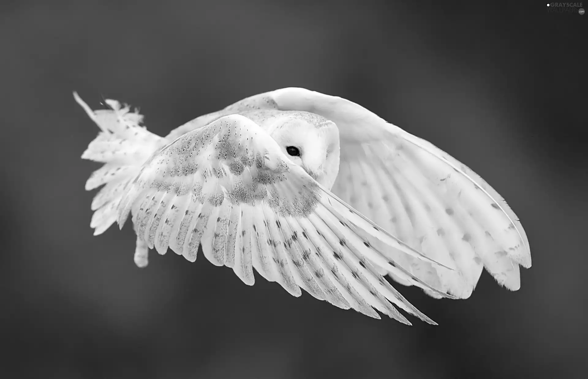 owl, flight, wings, Barn