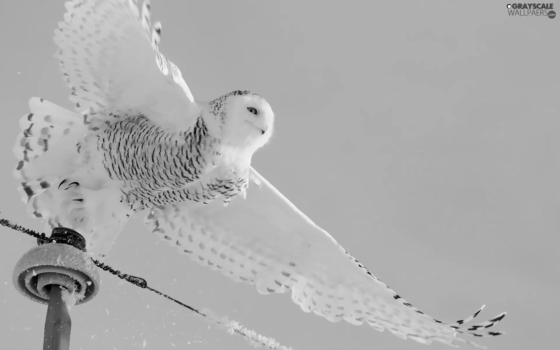 wings, owl, snow