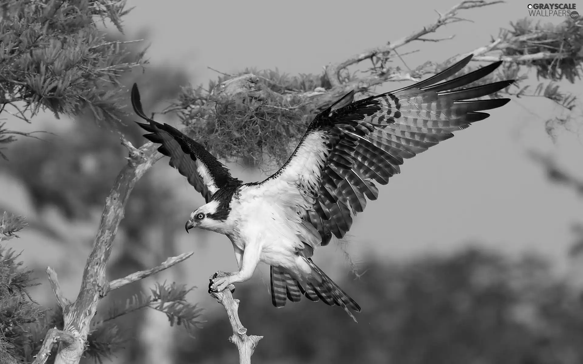 wings, osprey, spread