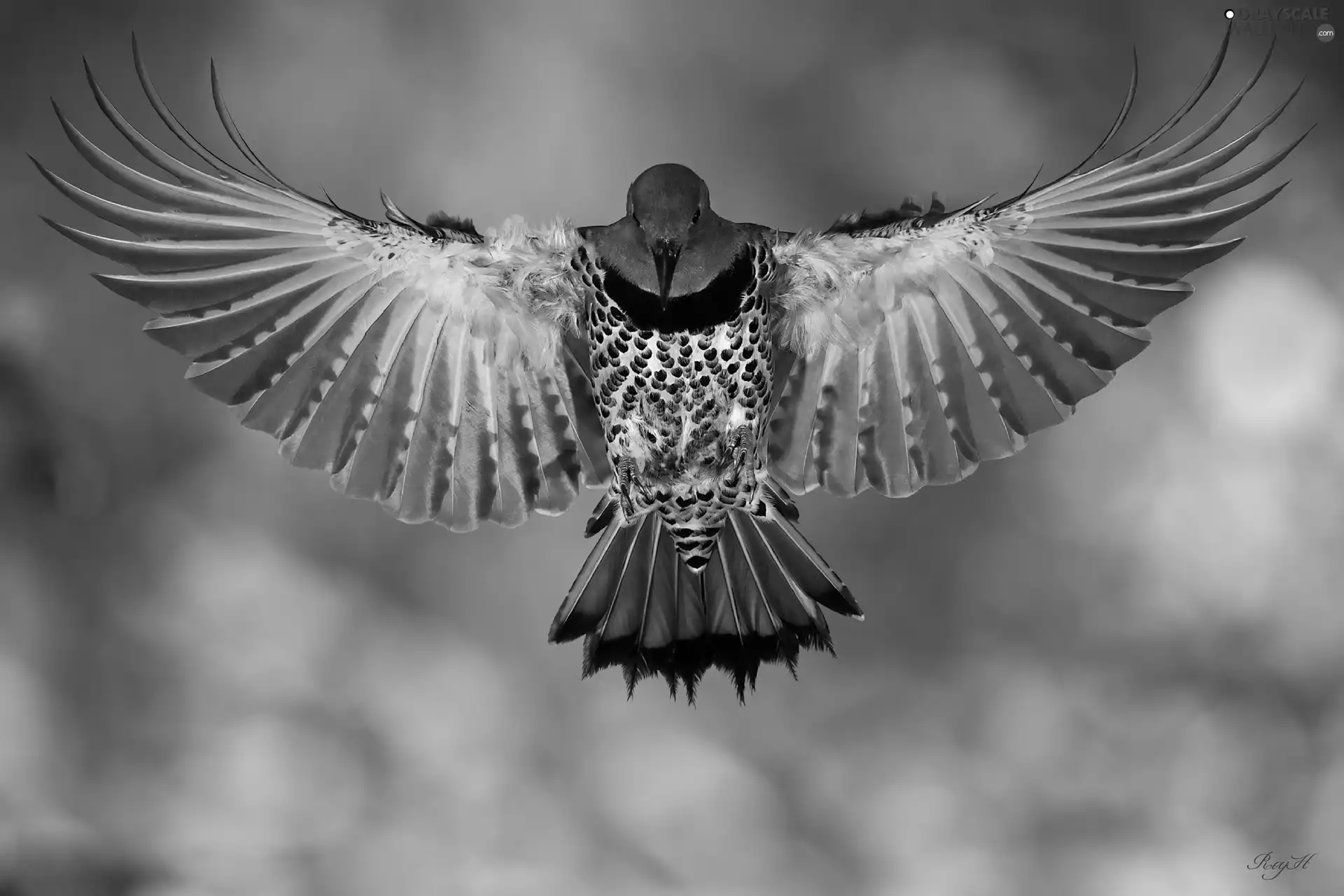 wings, woodpecker, spread