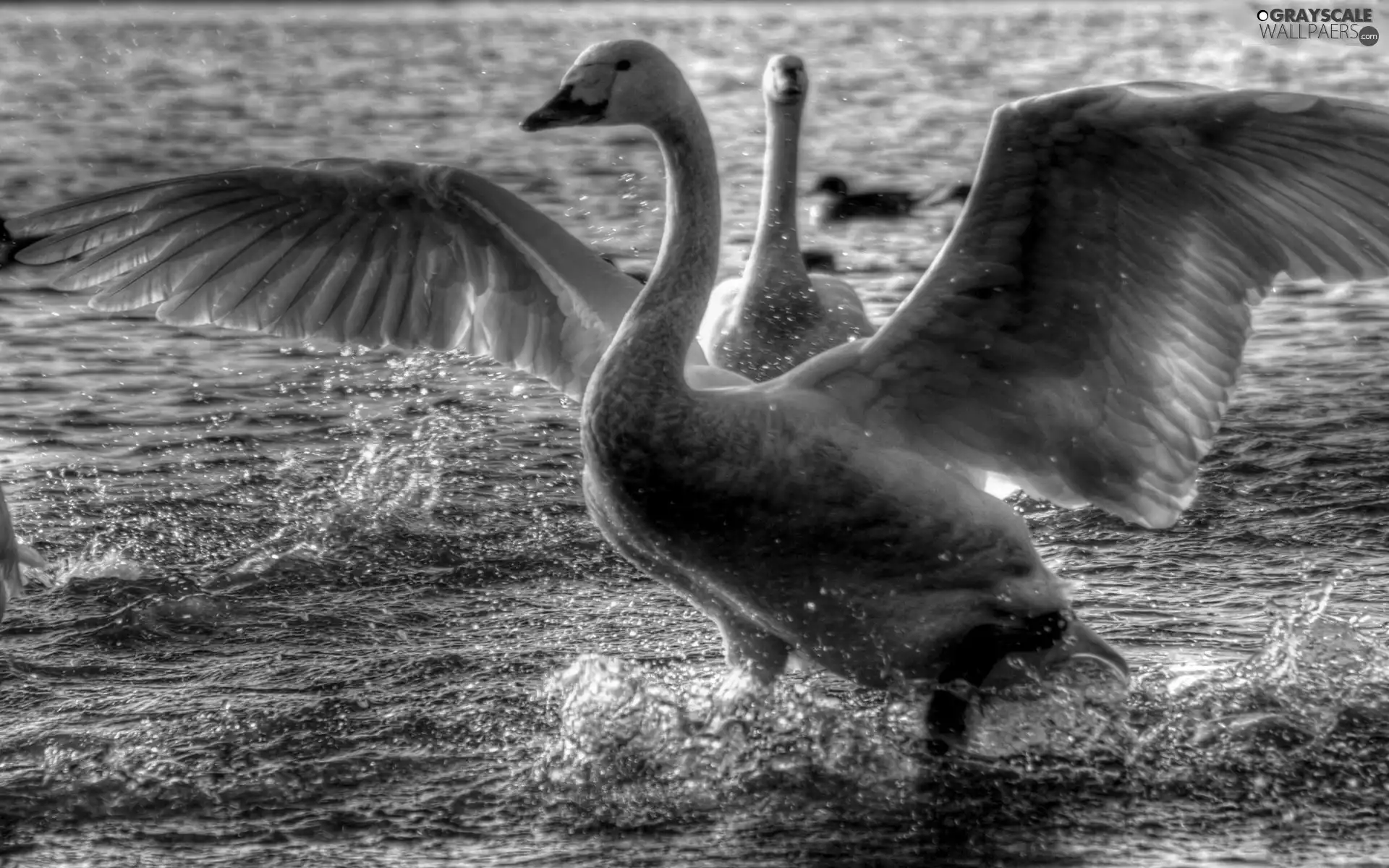 wings, water, Swan