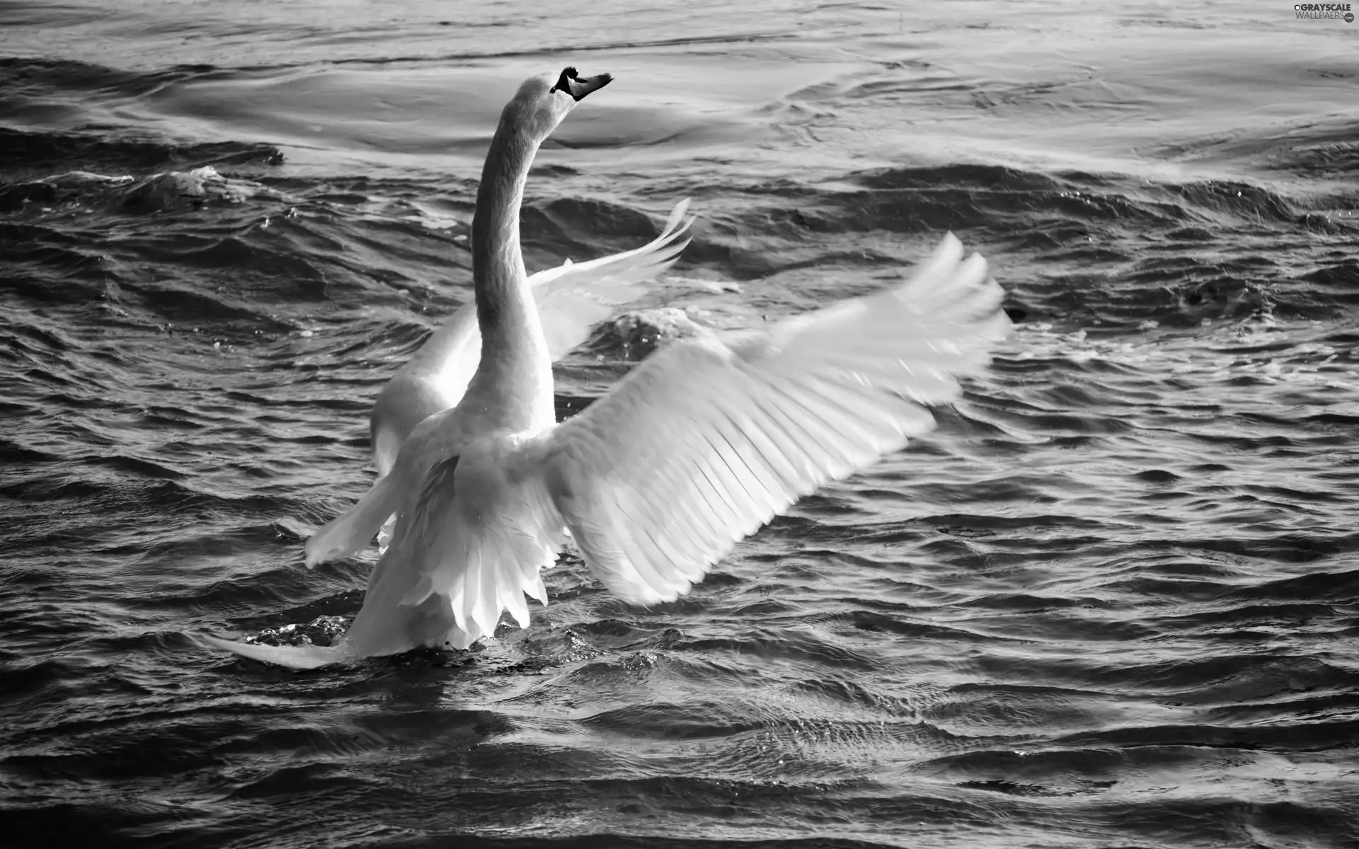 White, water, wings, Swans