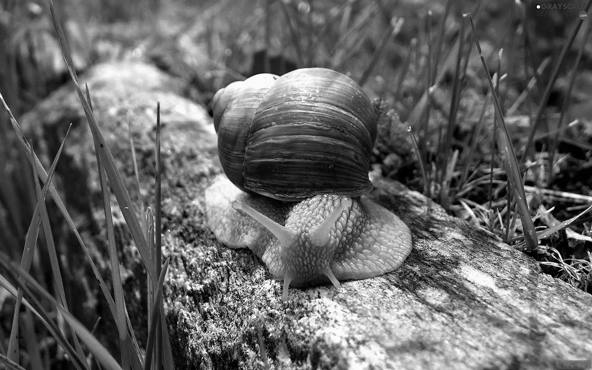 snail, winniczek