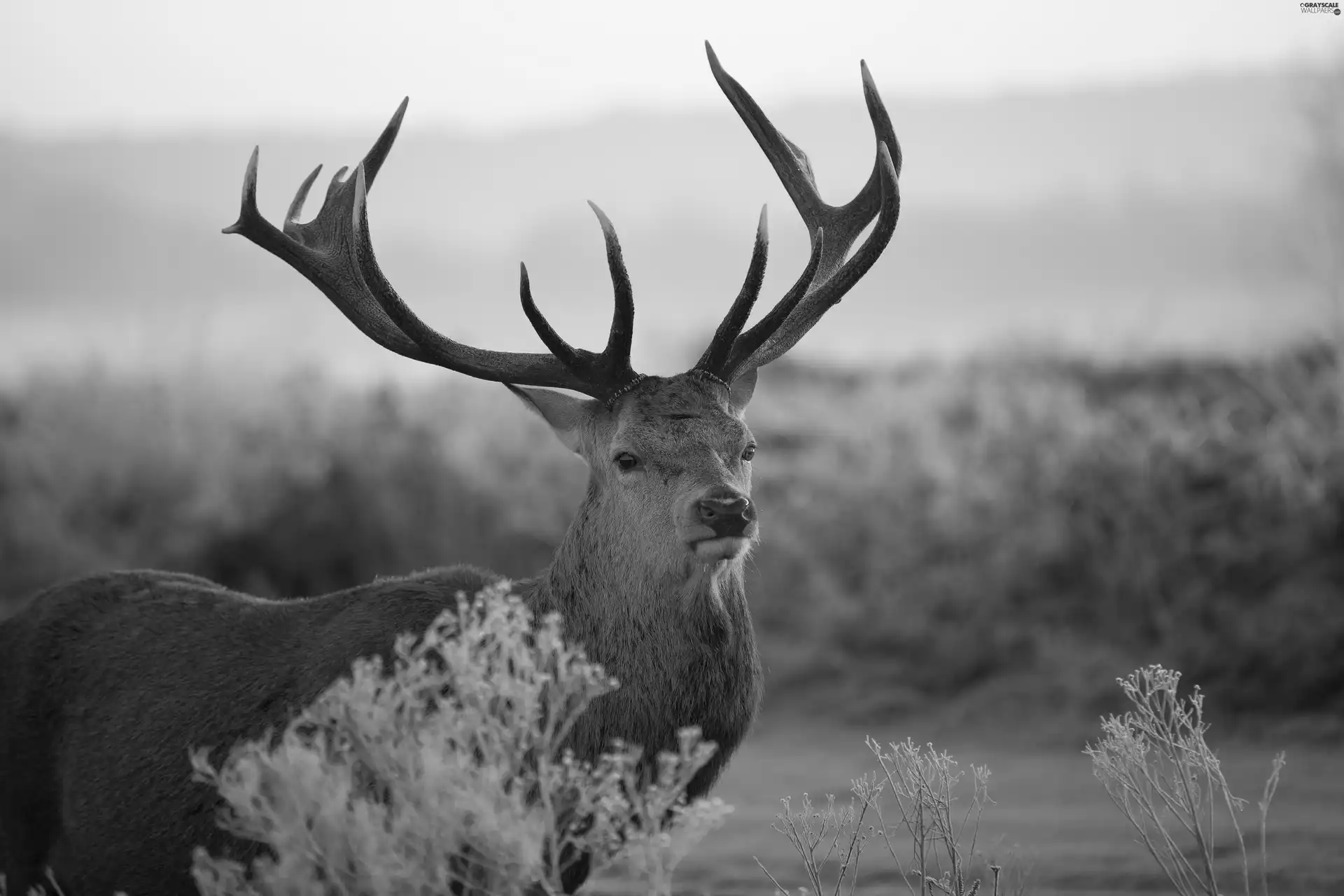 winter, deer, antlers